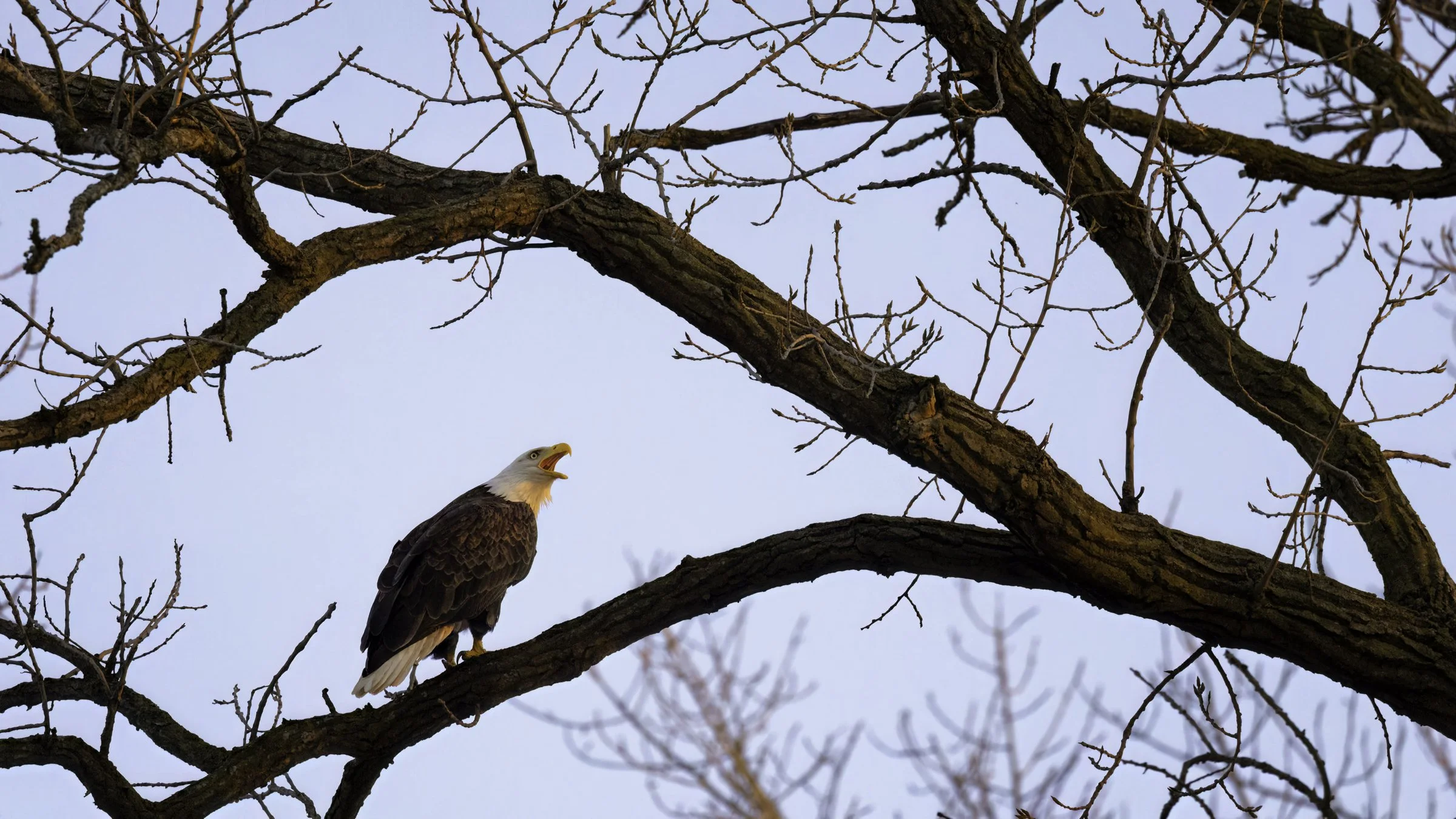 Eale calling 1 16x9.jpg