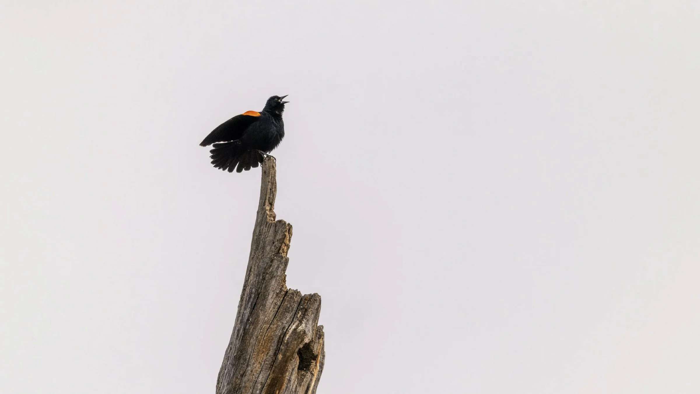red-winged blackbird on post 16x9.jpg
