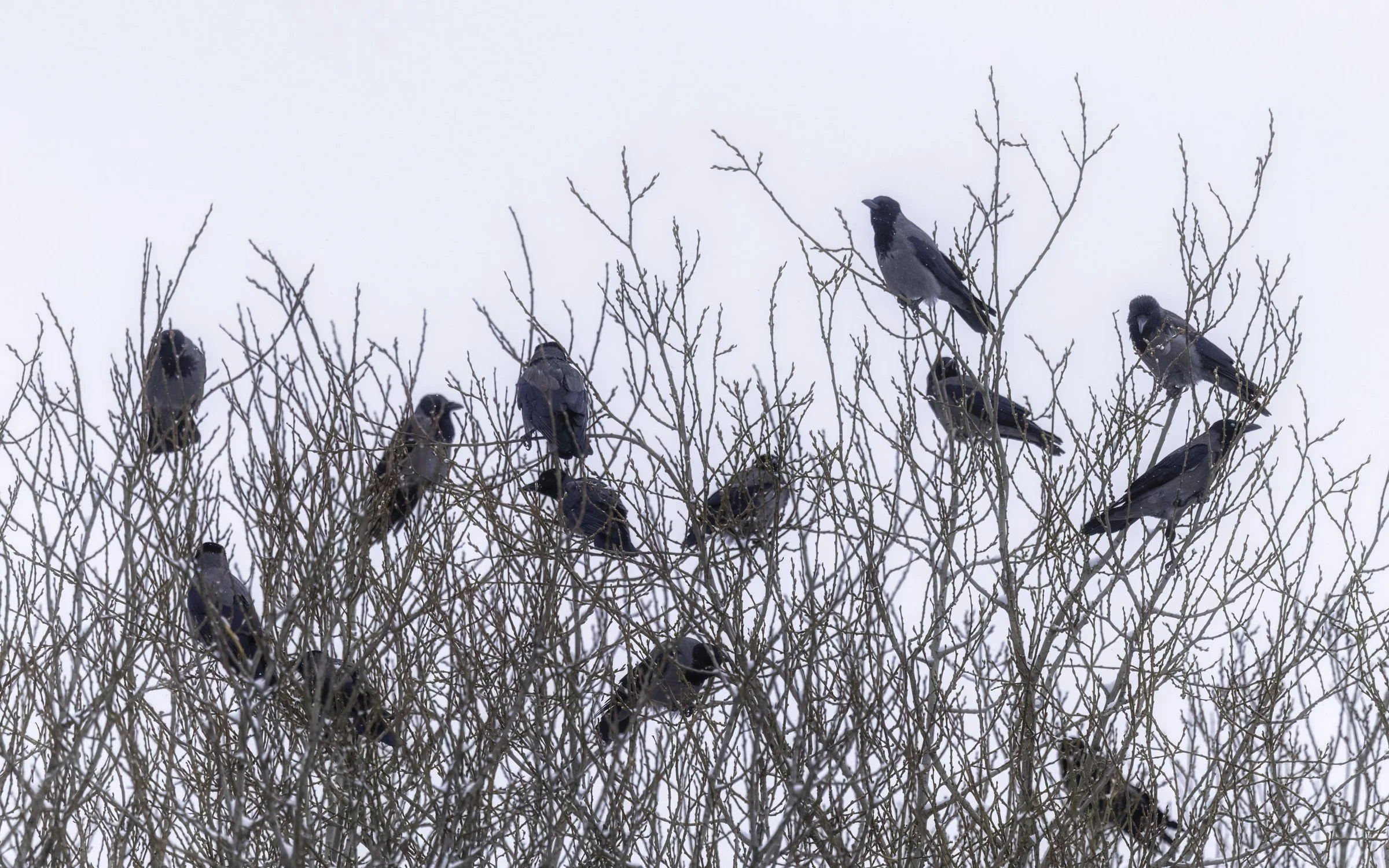 Gray hooded crows 2 16x10.jpg