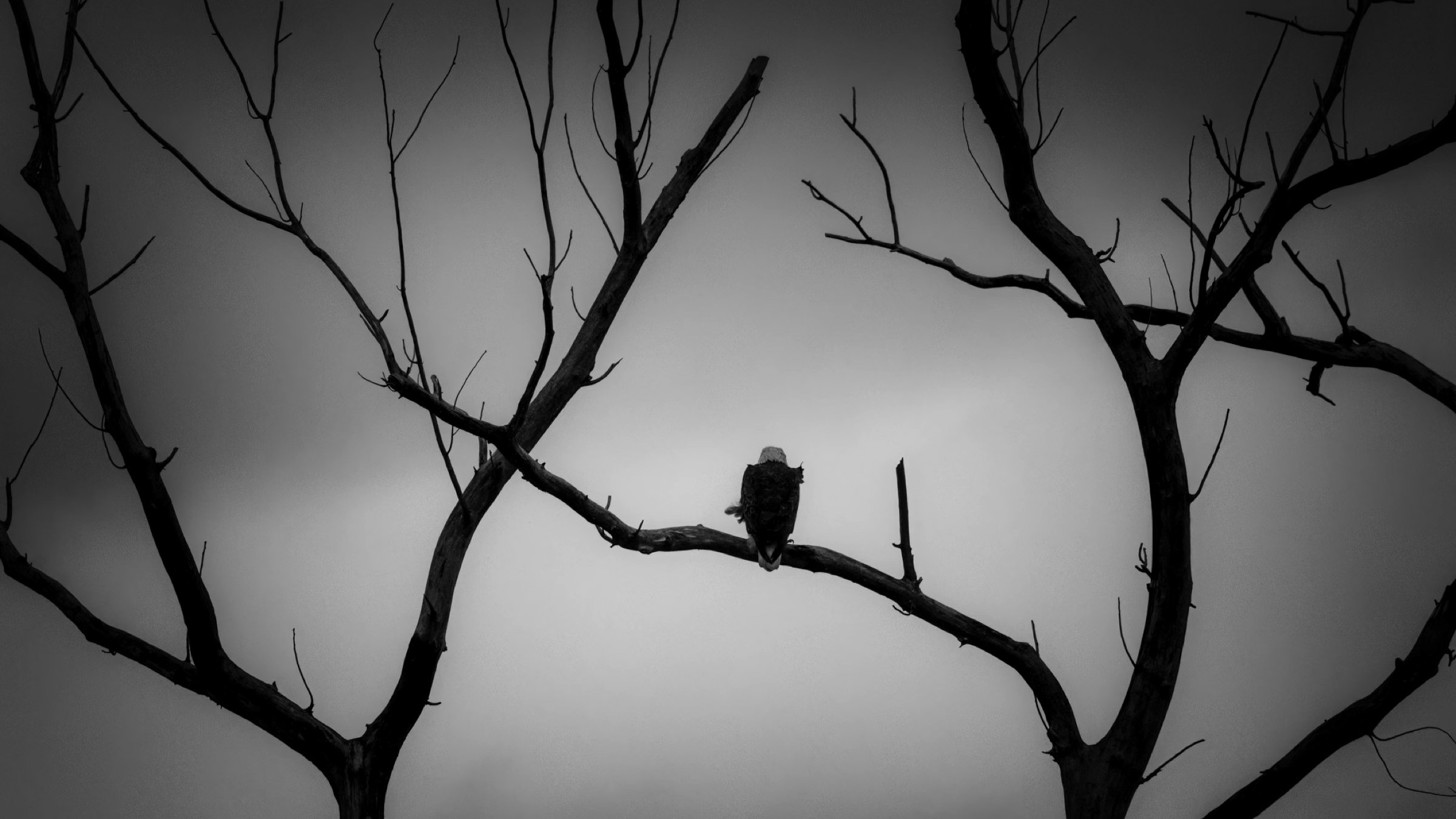 Dark sky eagle 16x9.jpg