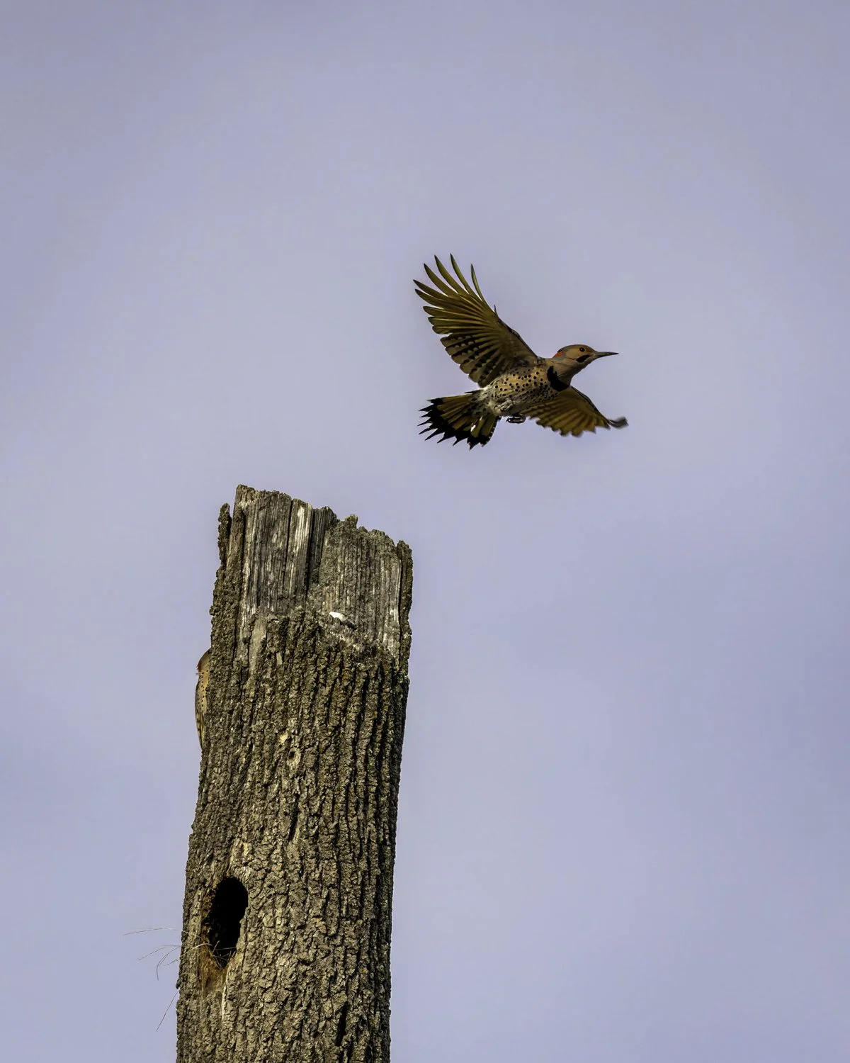 Woodpecker 1 4x5.jpg