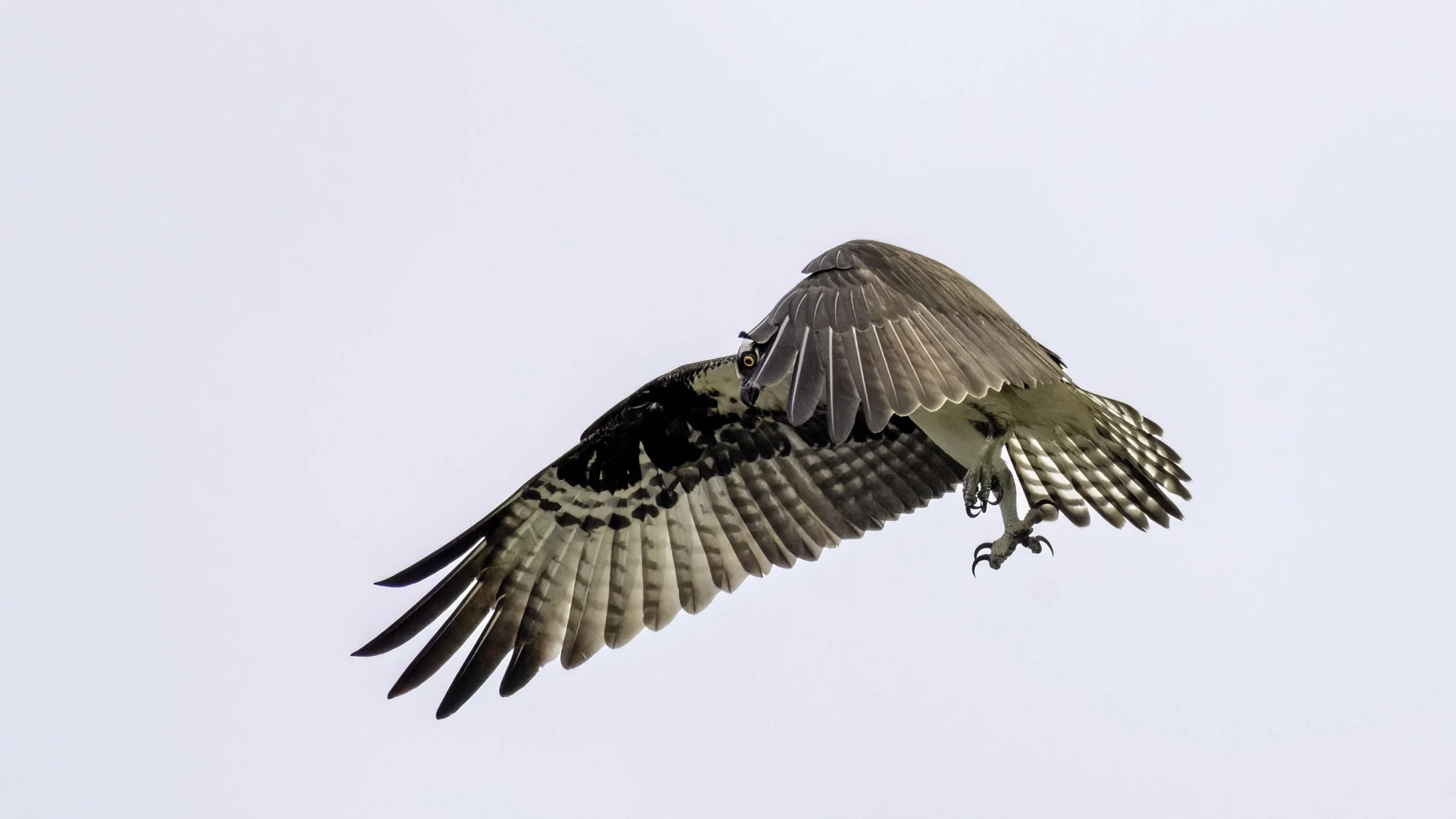 Osprey-09.jpg