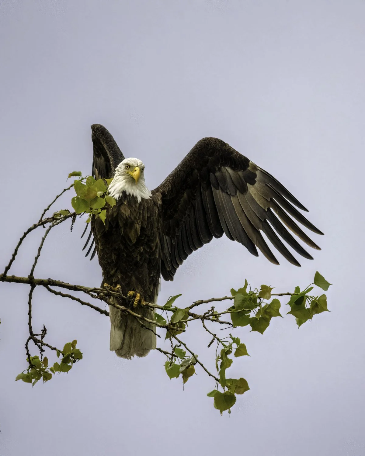 Eagle 2 4x5.jpg