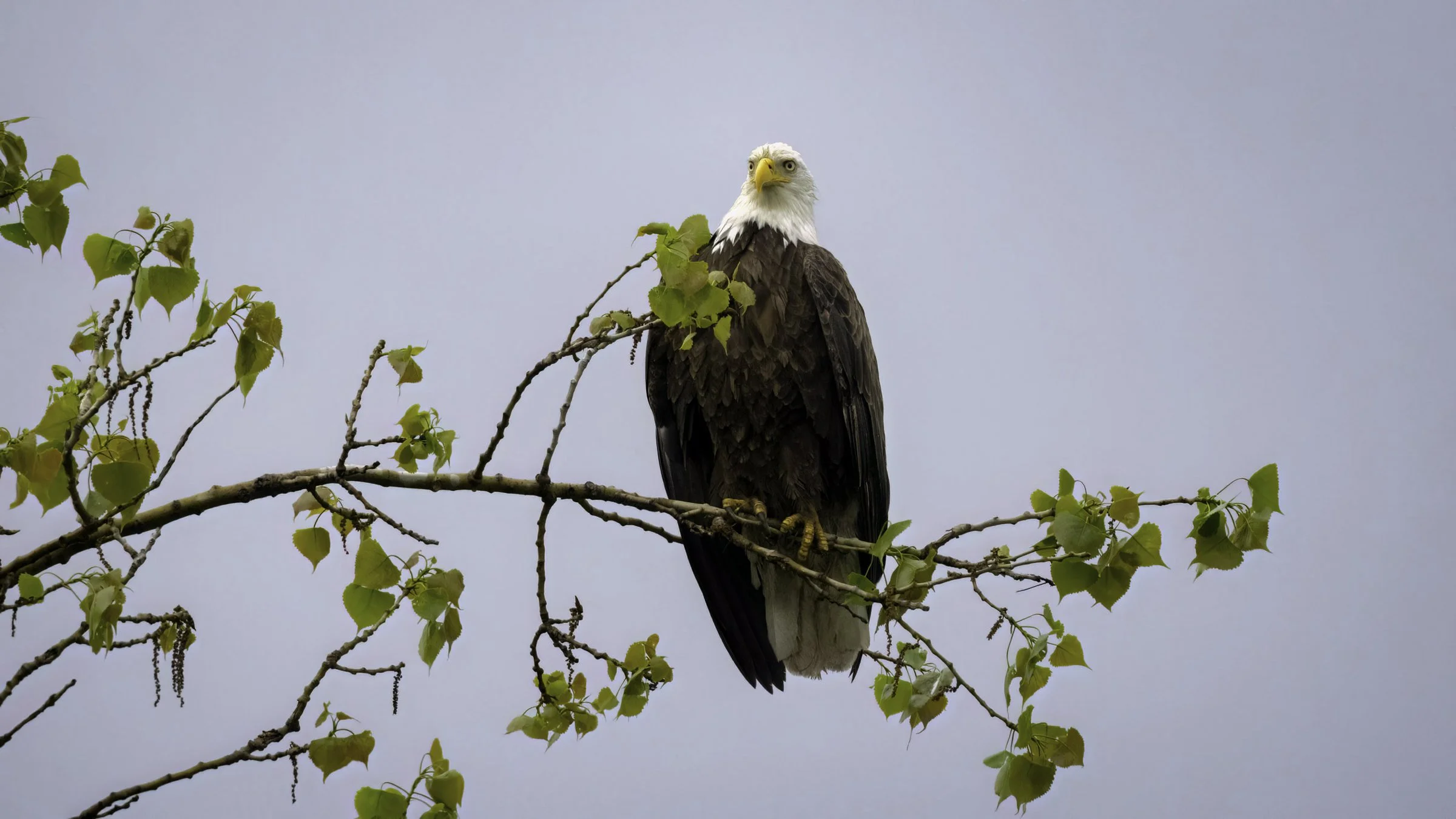Eagle 5 16x9.jpg