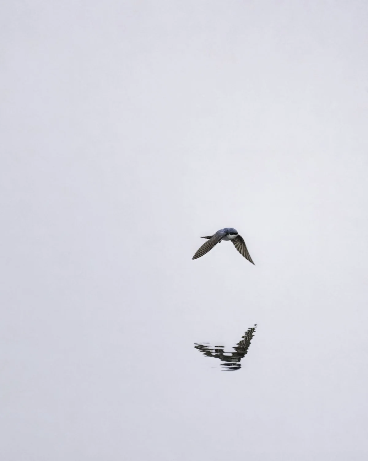 Swallow reflection.jpg