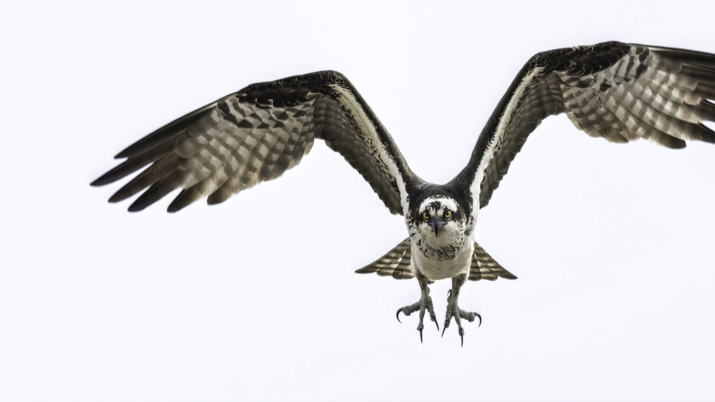 Osprey-17.jpg