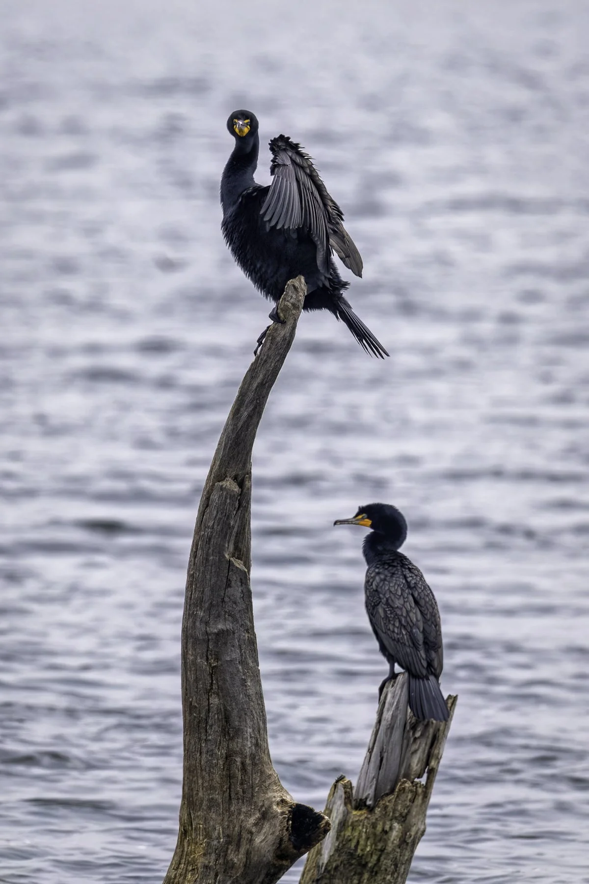 Cormorant 3.jpg