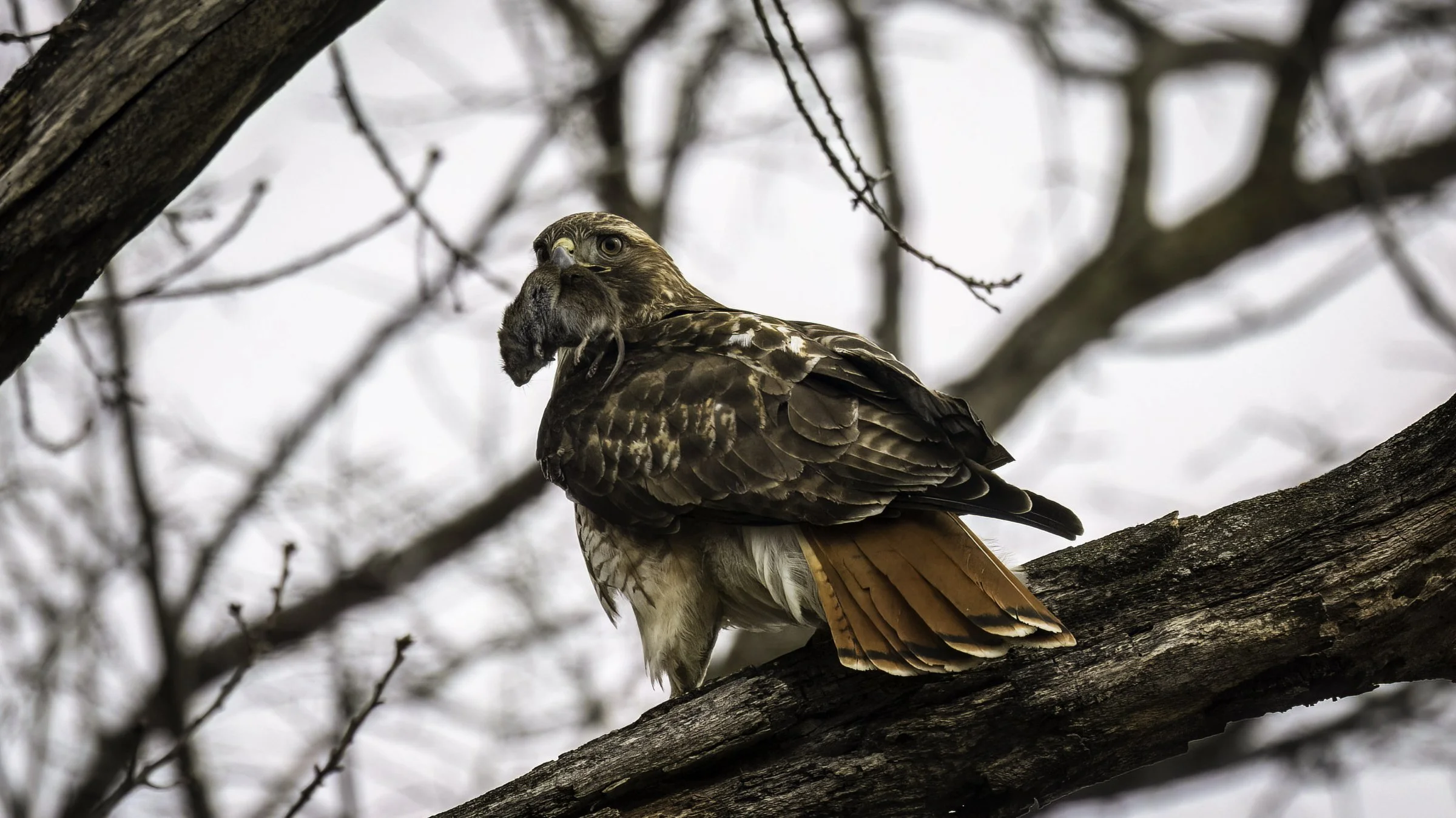 hawk w mouse warmer.jpg