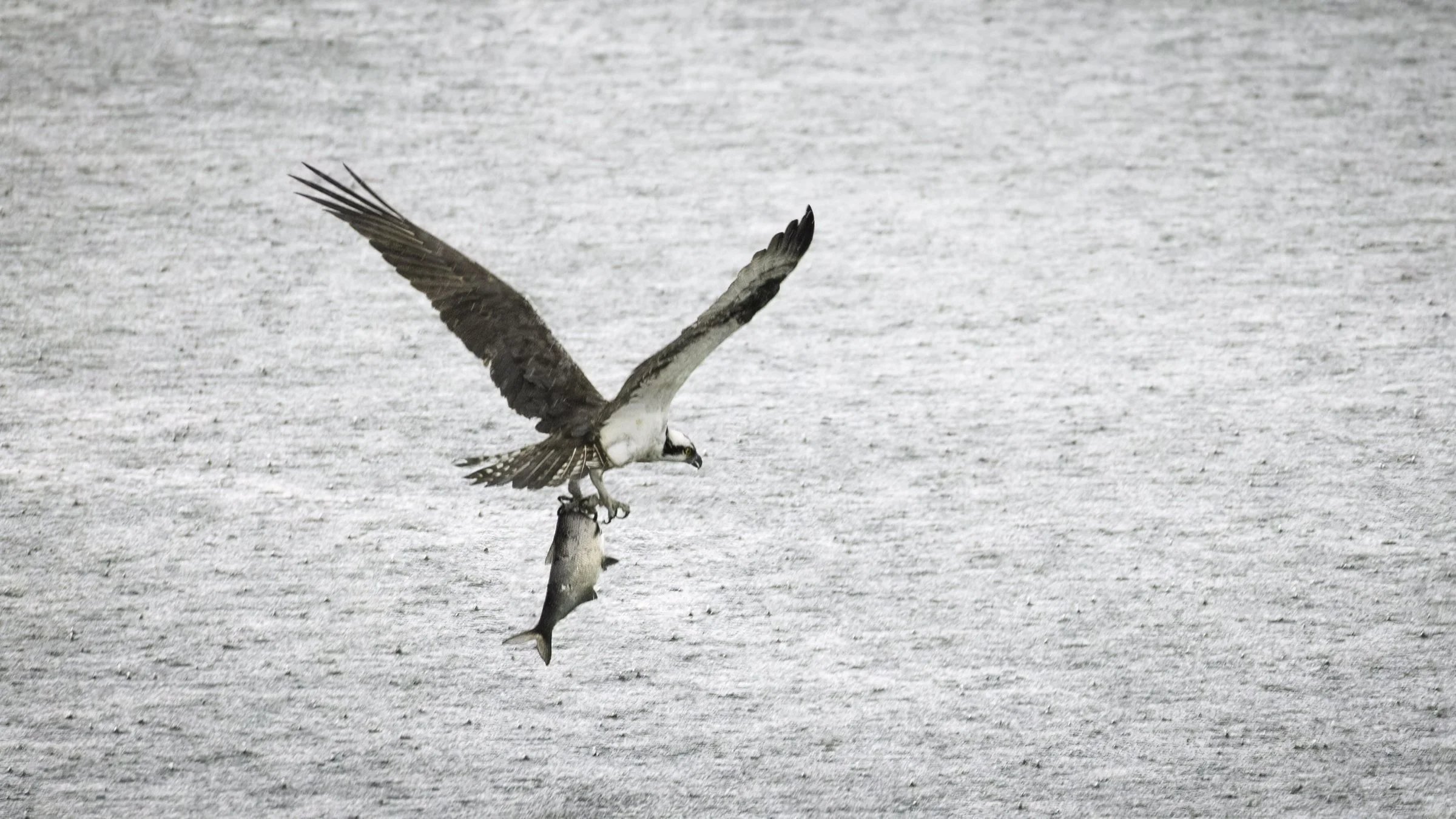 Osprey-04.jpg