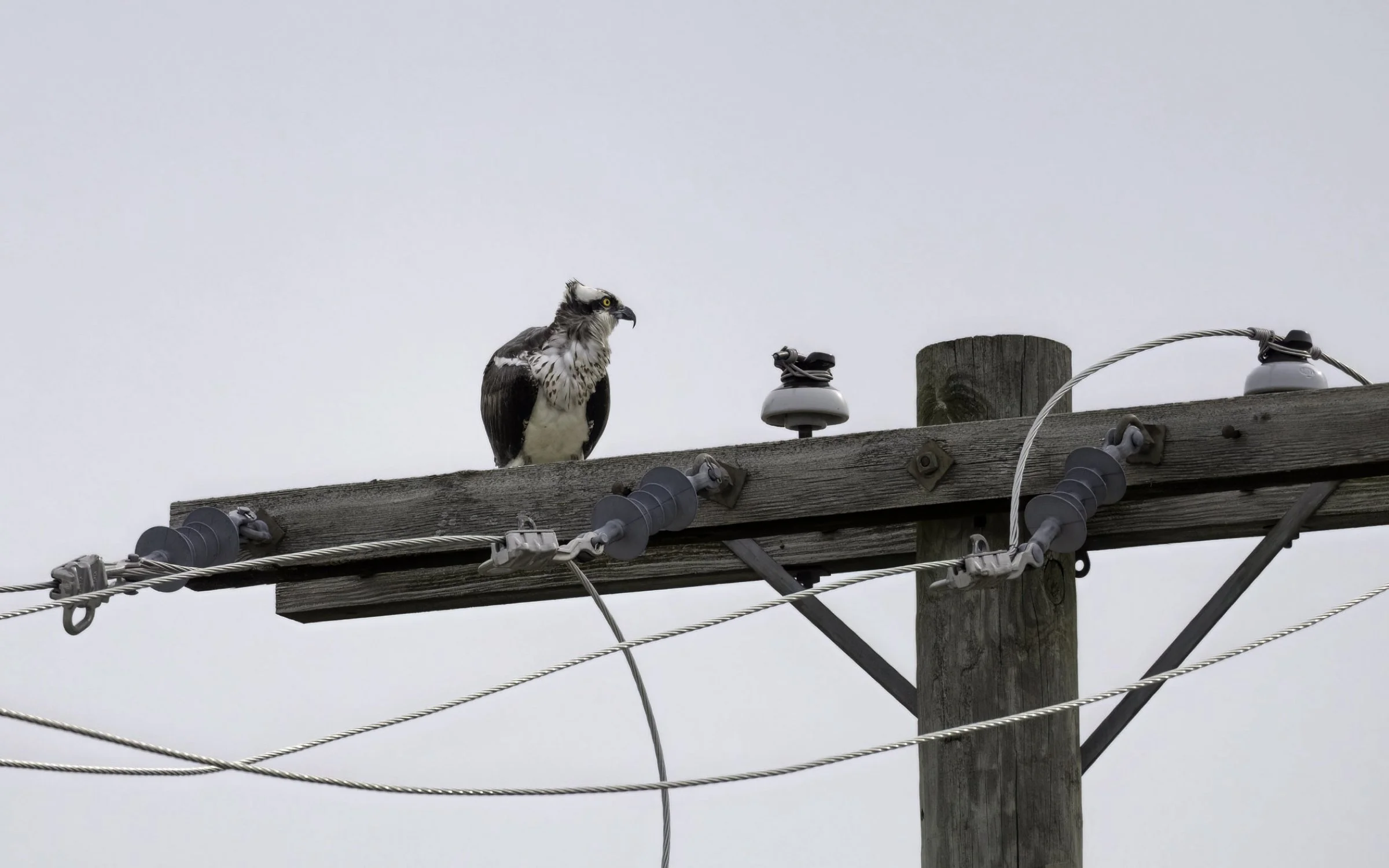 Osprey 16x10-08.jpg