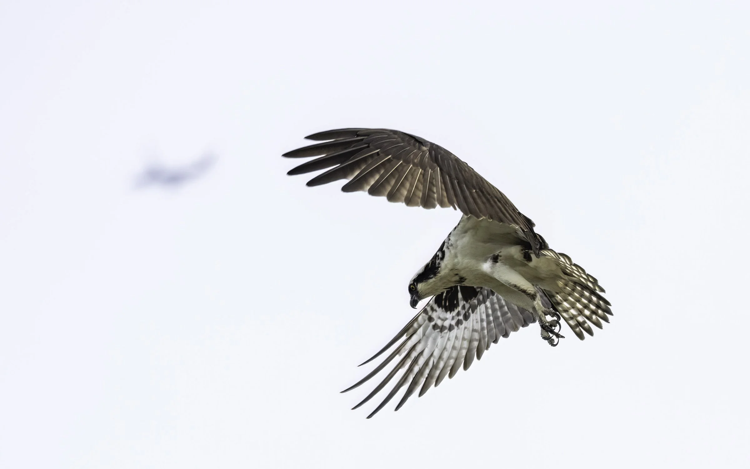 Osprey 16x10-06.jpg