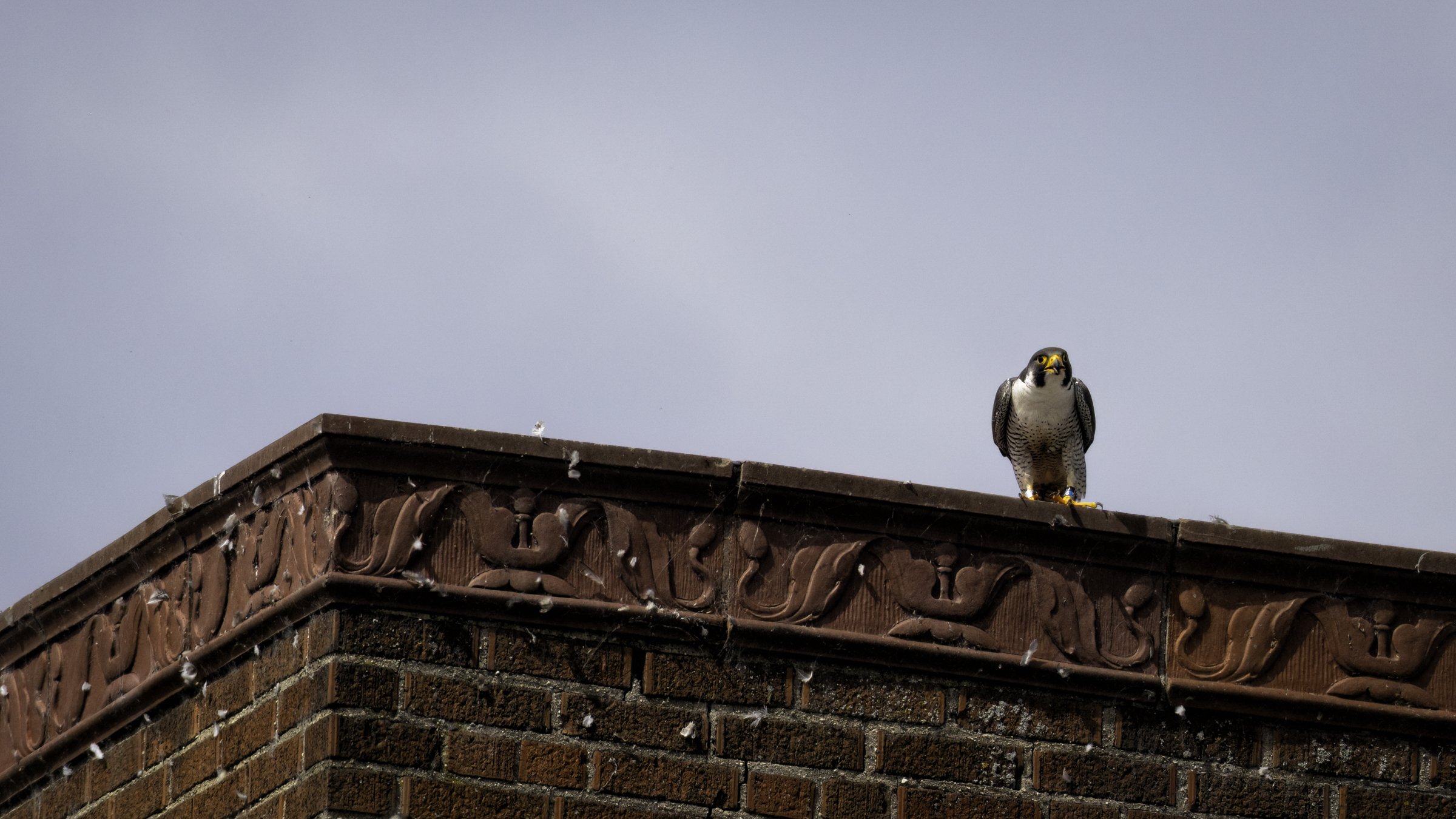 Falcon day 2 16.jpg