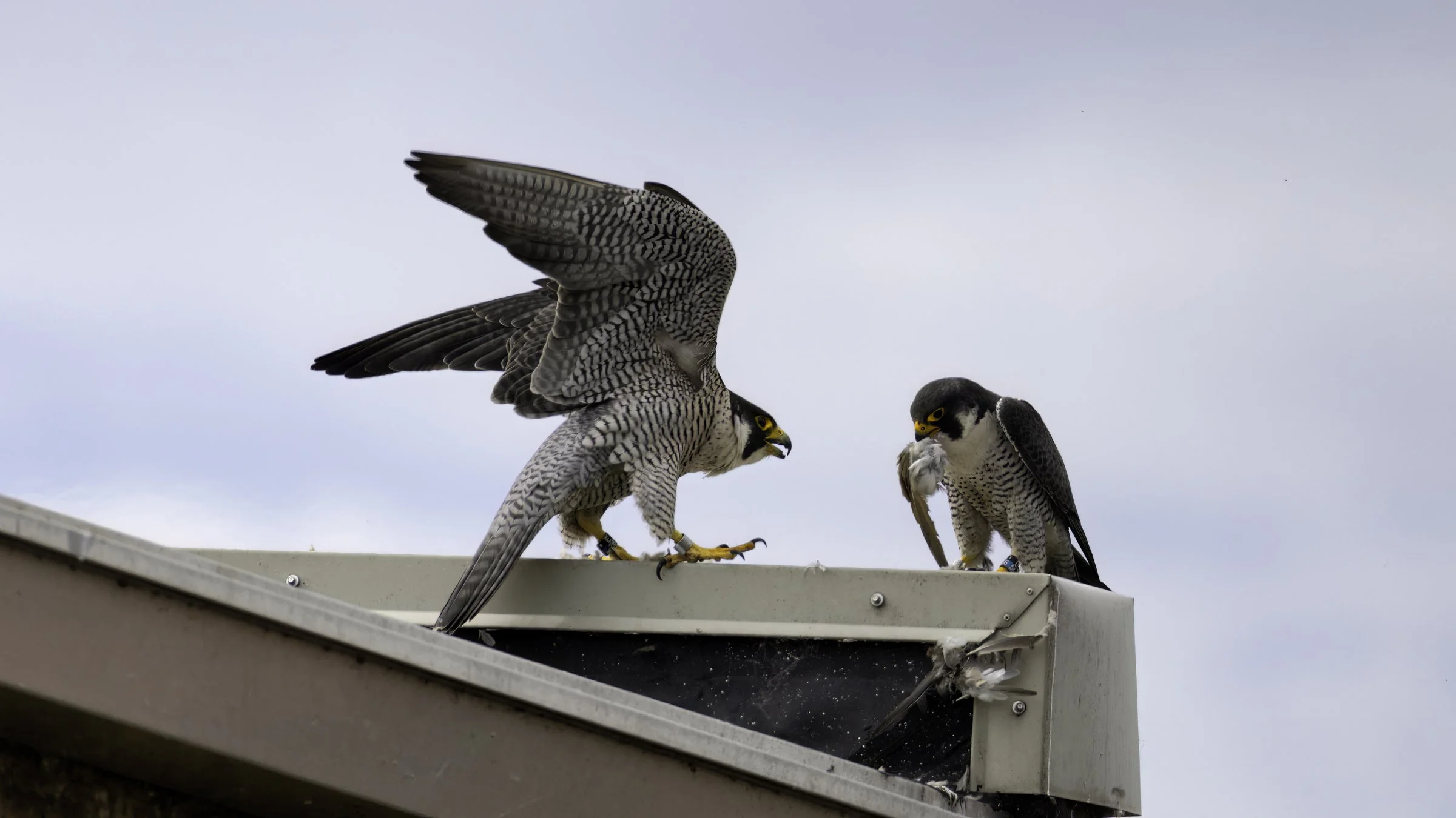 Falcons day 2 20.jpg