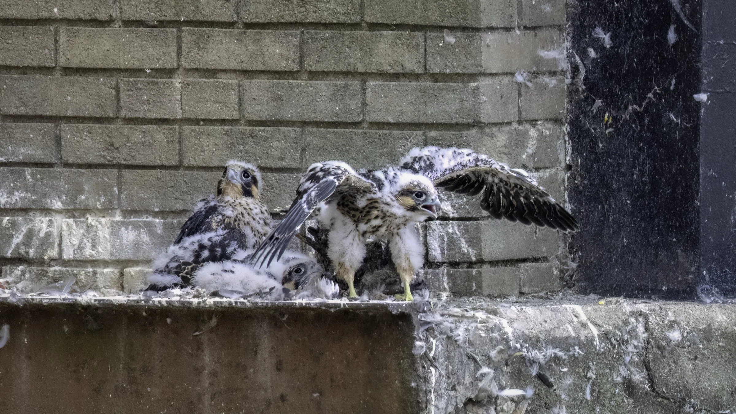 Falcon chicks 5.jpg