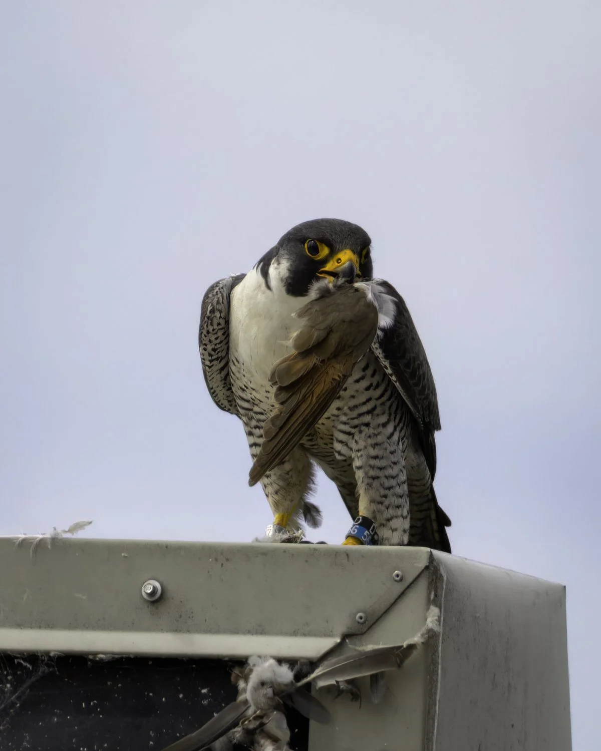 Falcon extreme close-up.jpg