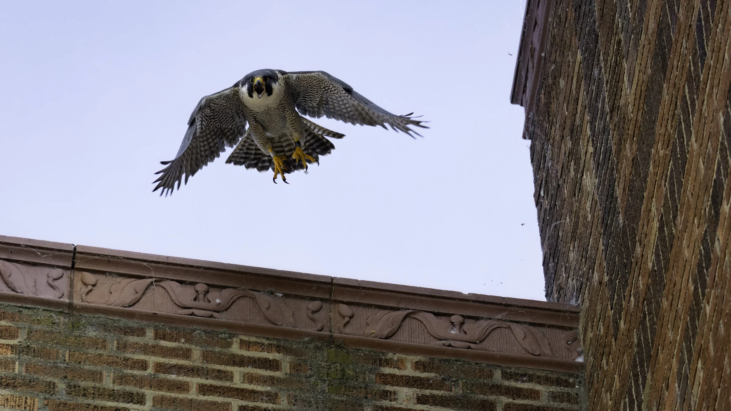 Falcon day 3 1.jpg