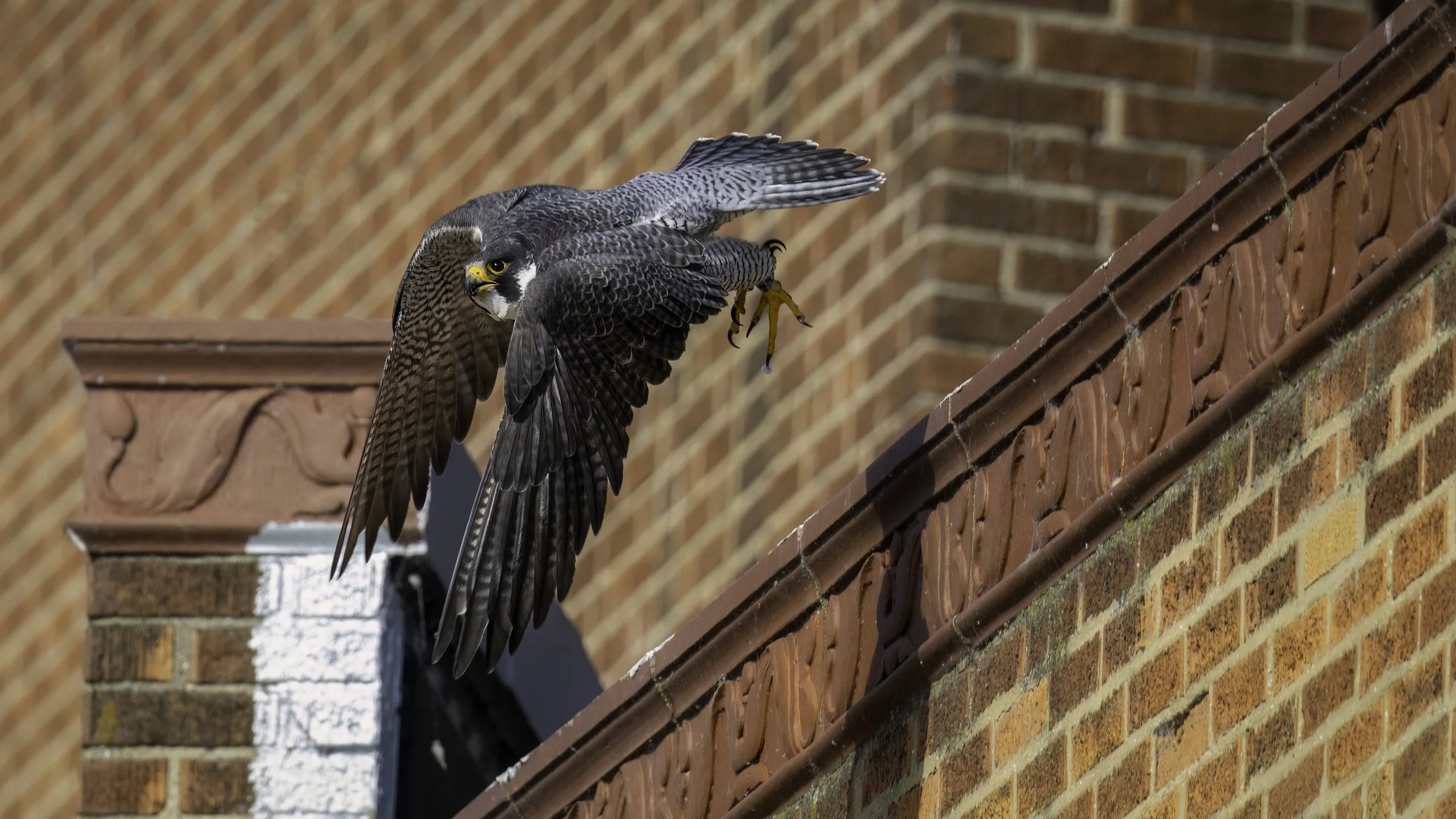 Falcon day 3 4b.jpg