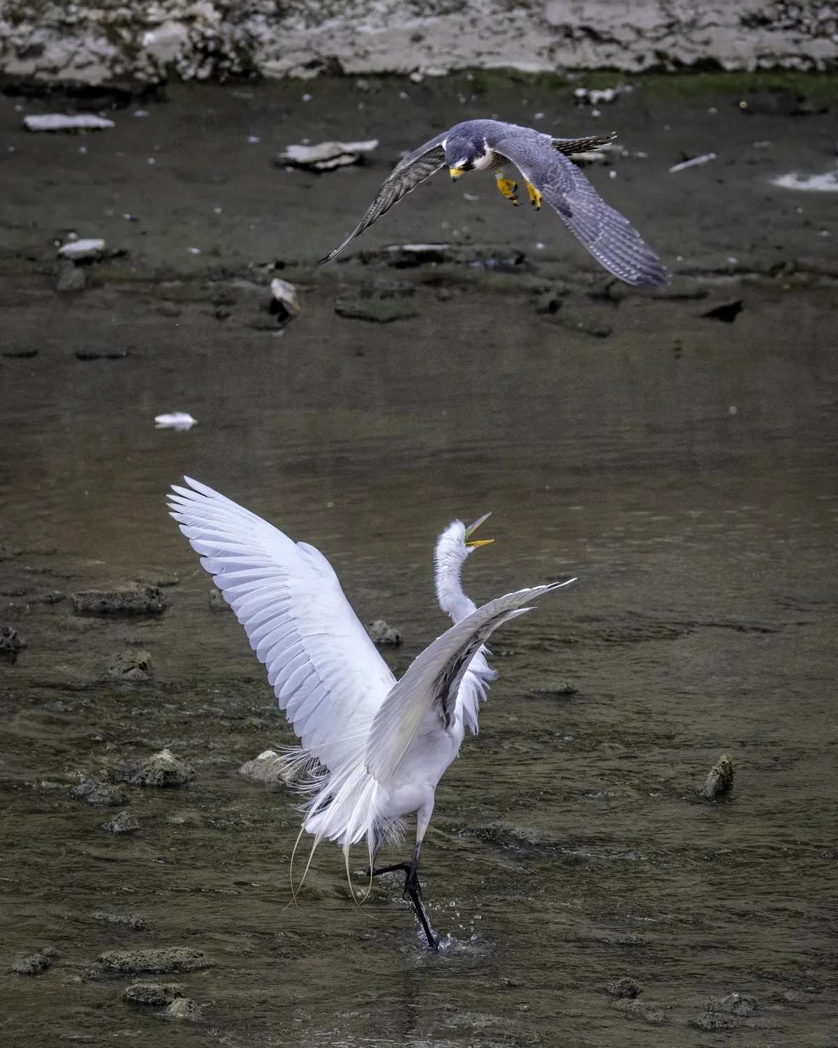 Falcon & egret.jpg