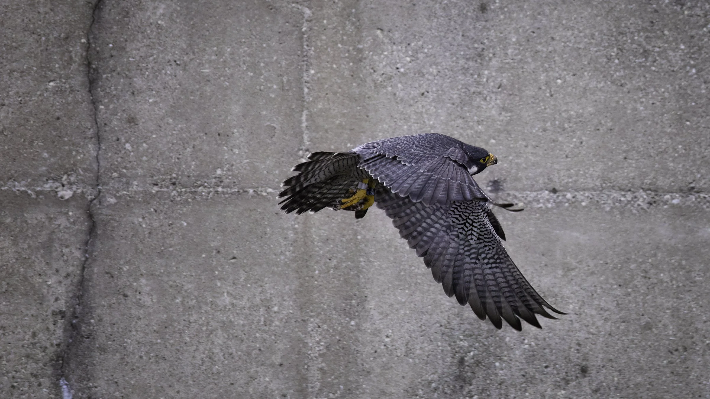 falcon day 4 redo 2.jpg
