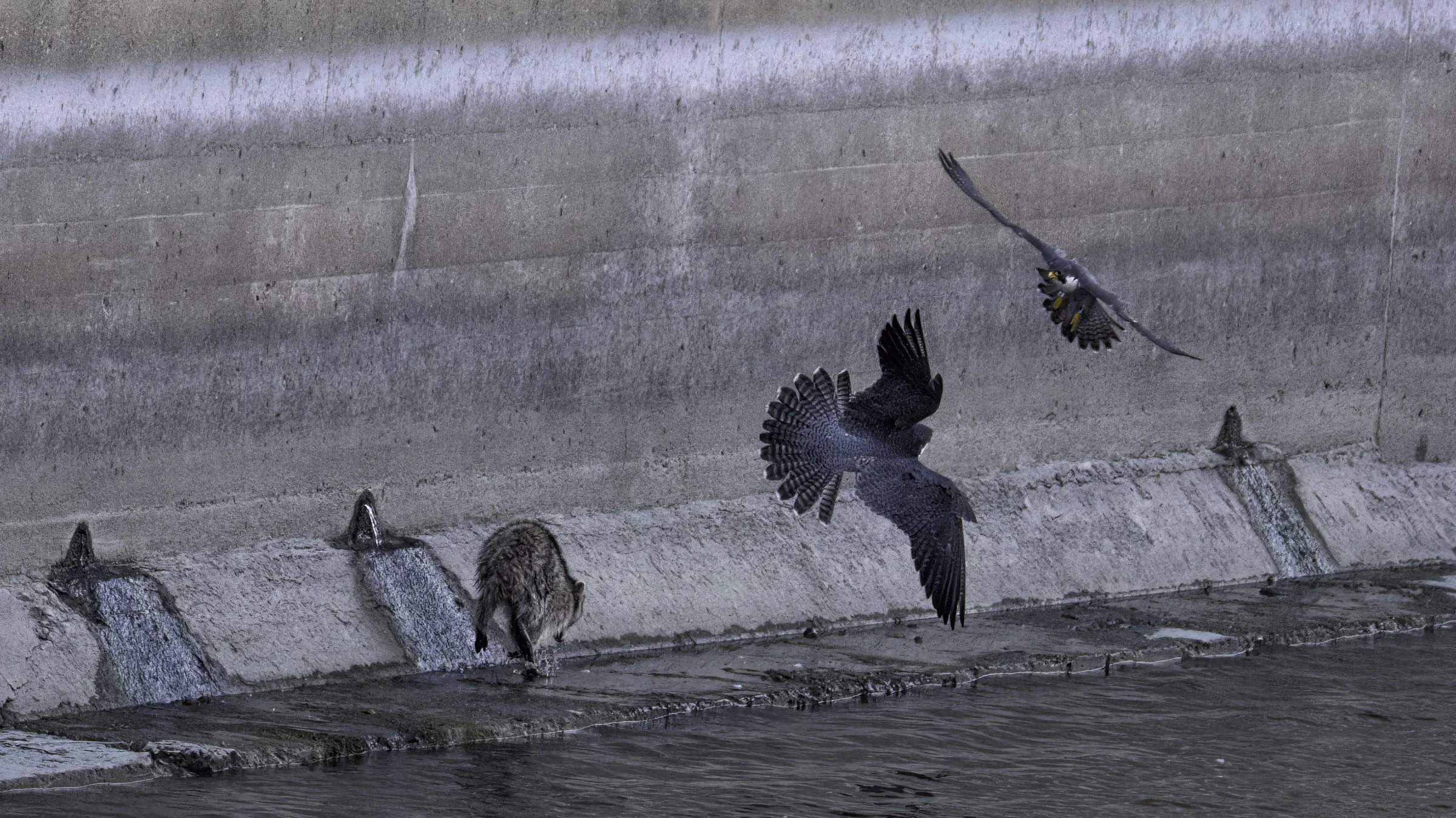 falcon day 5 1.jpg