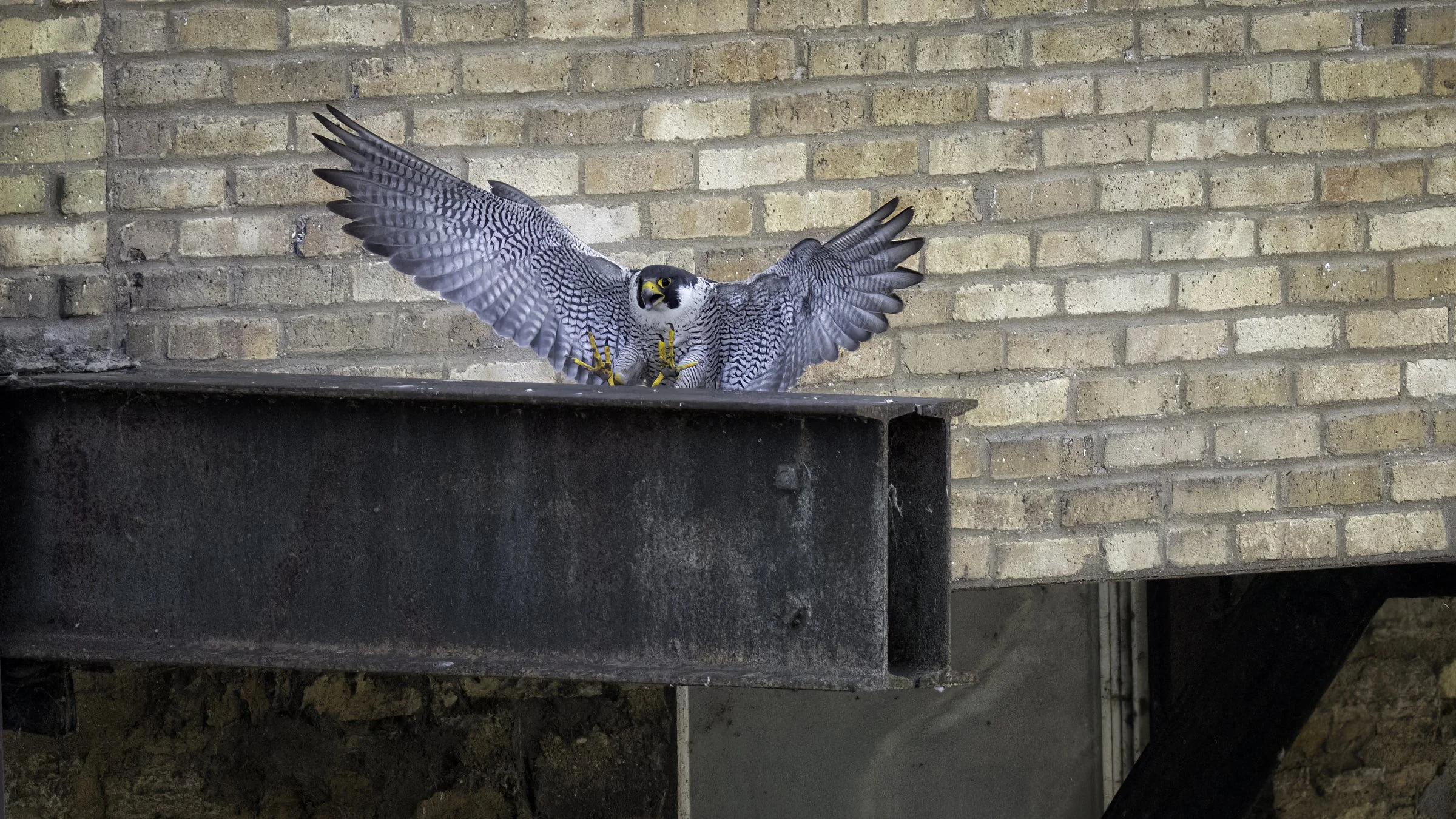 Falcon day 5 16.jpg
