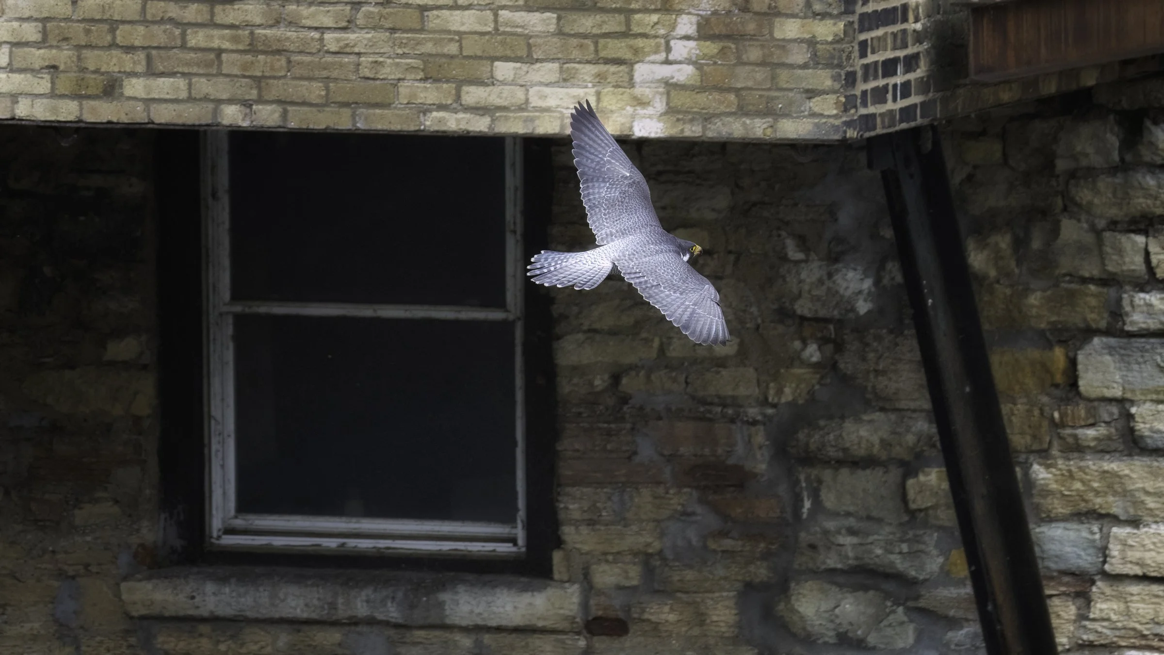 Falcon new 2.jpg