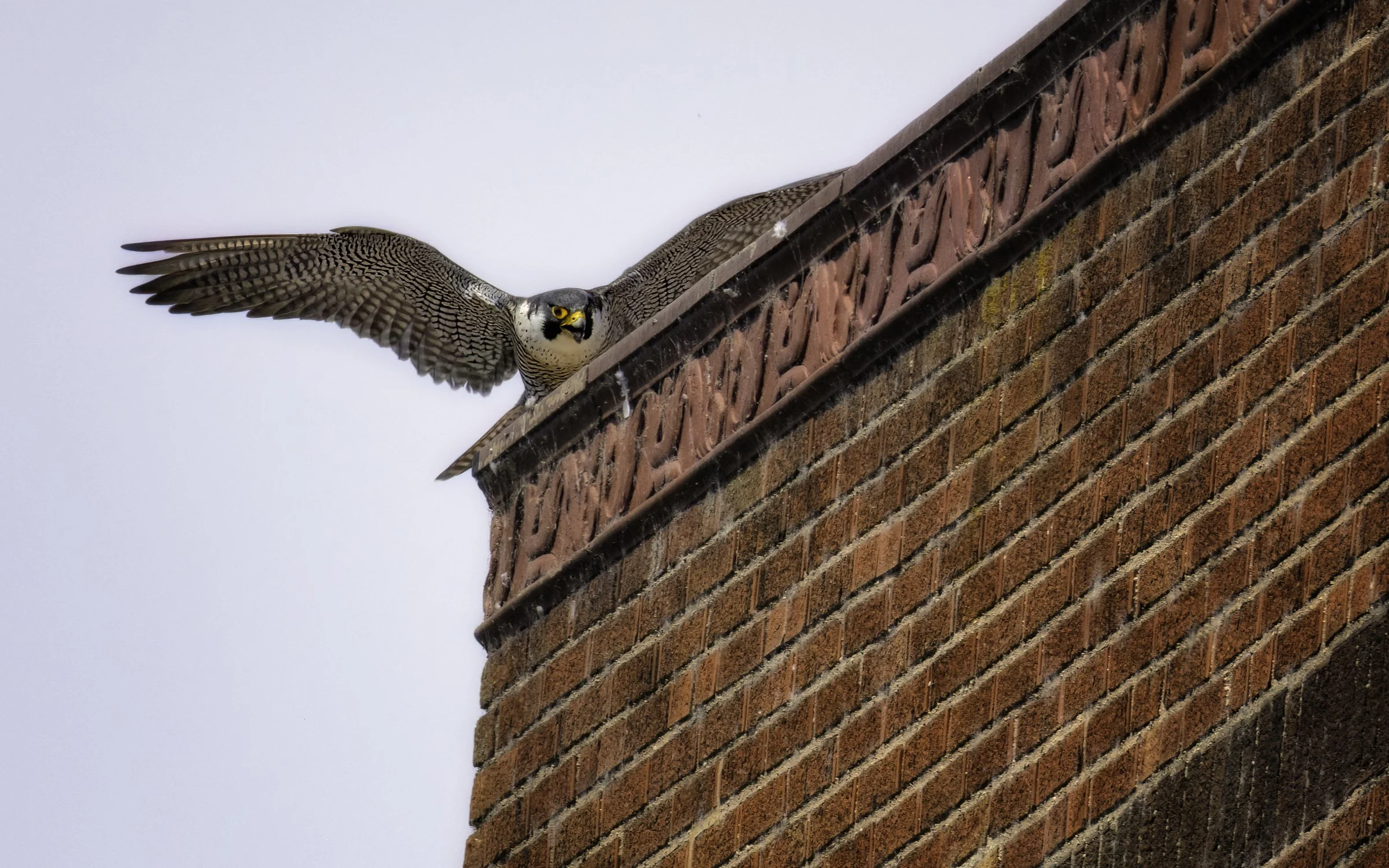Falcon day 5 17.jpg