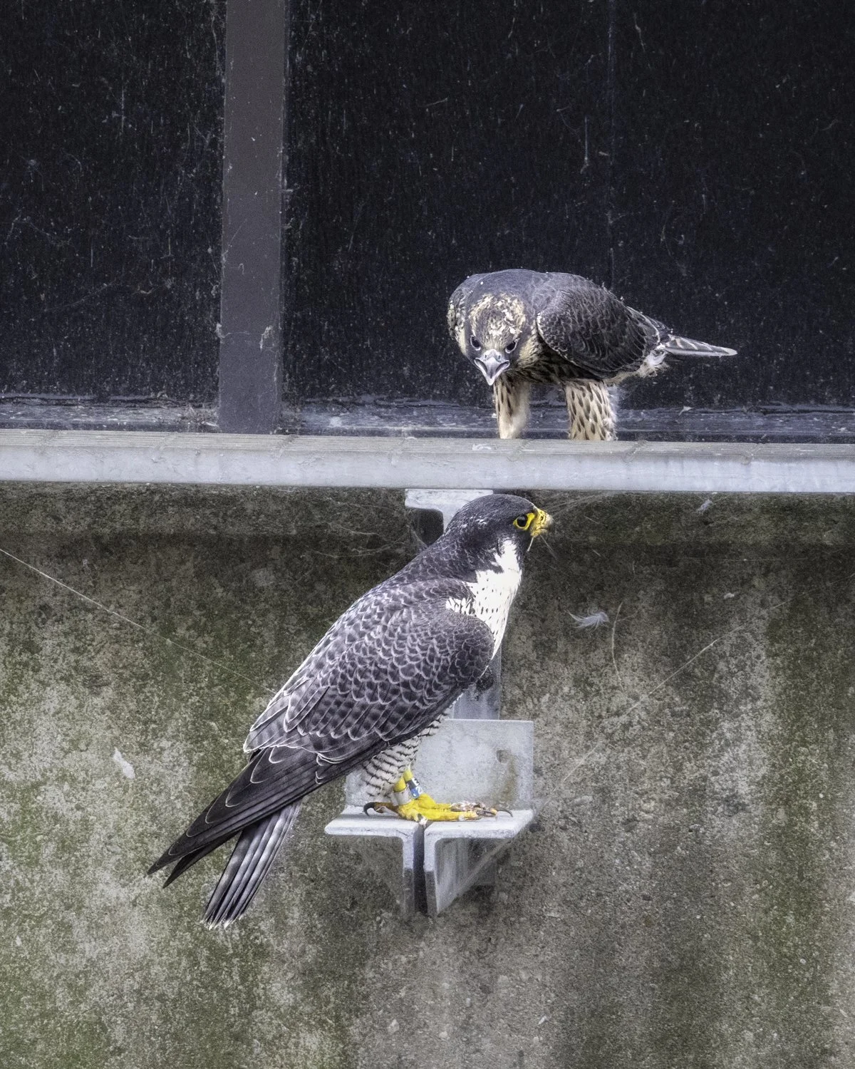 falcon new 3.jpg