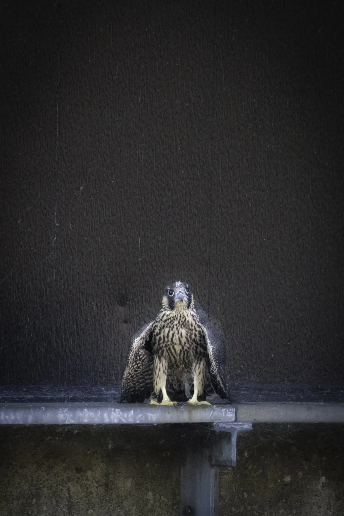 falcon new 9.jpg