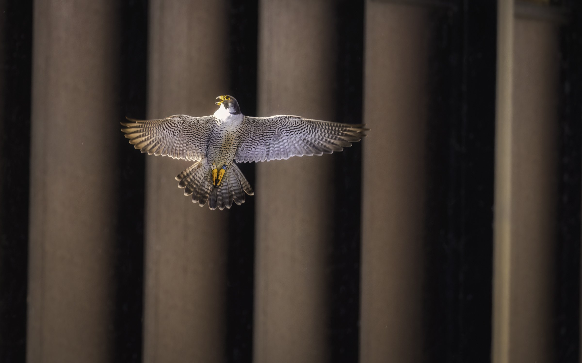 falcon glow 2 8x5.jpg