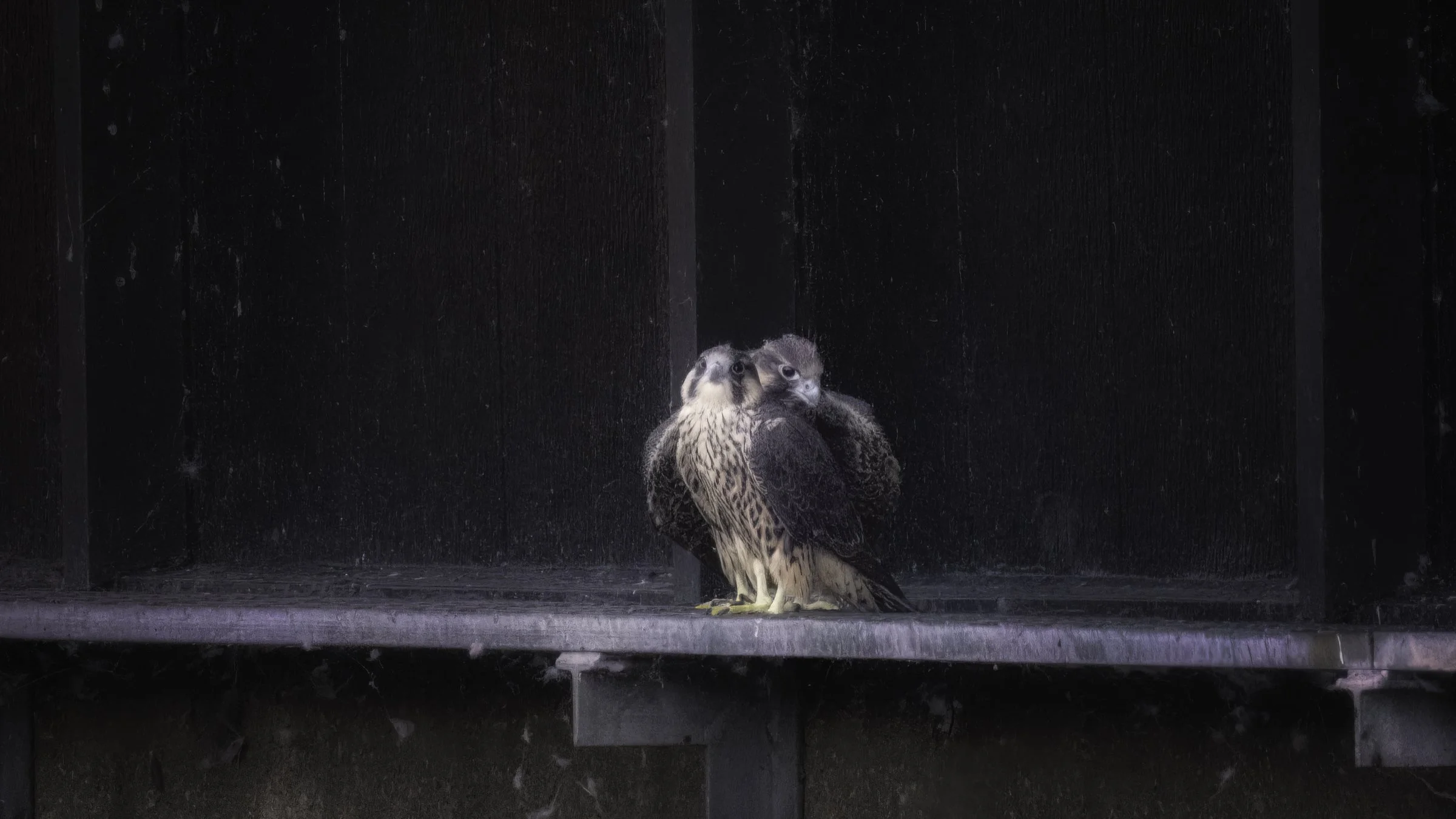 Falcon sisters together.jpg