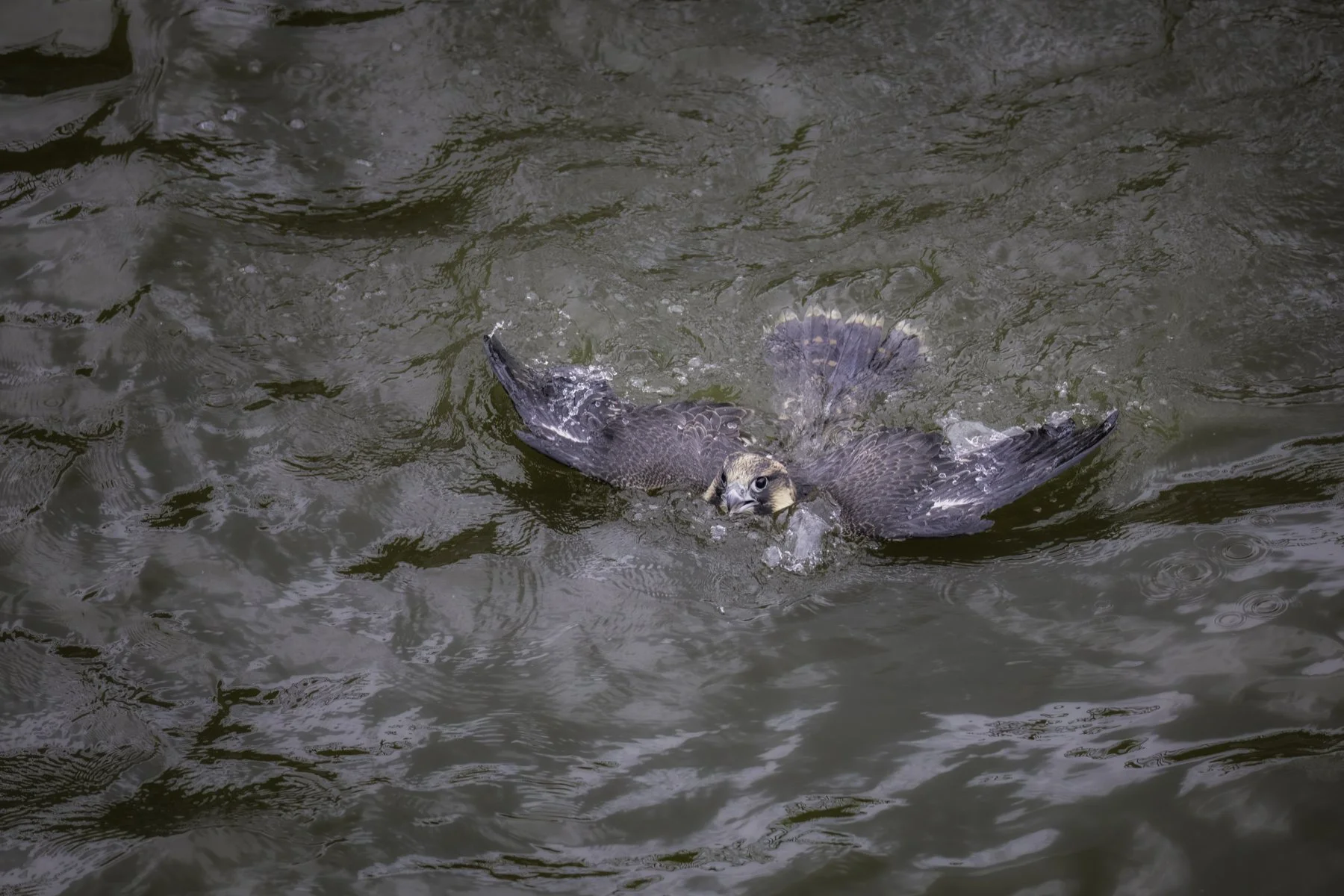 falcon in water 1.jpg