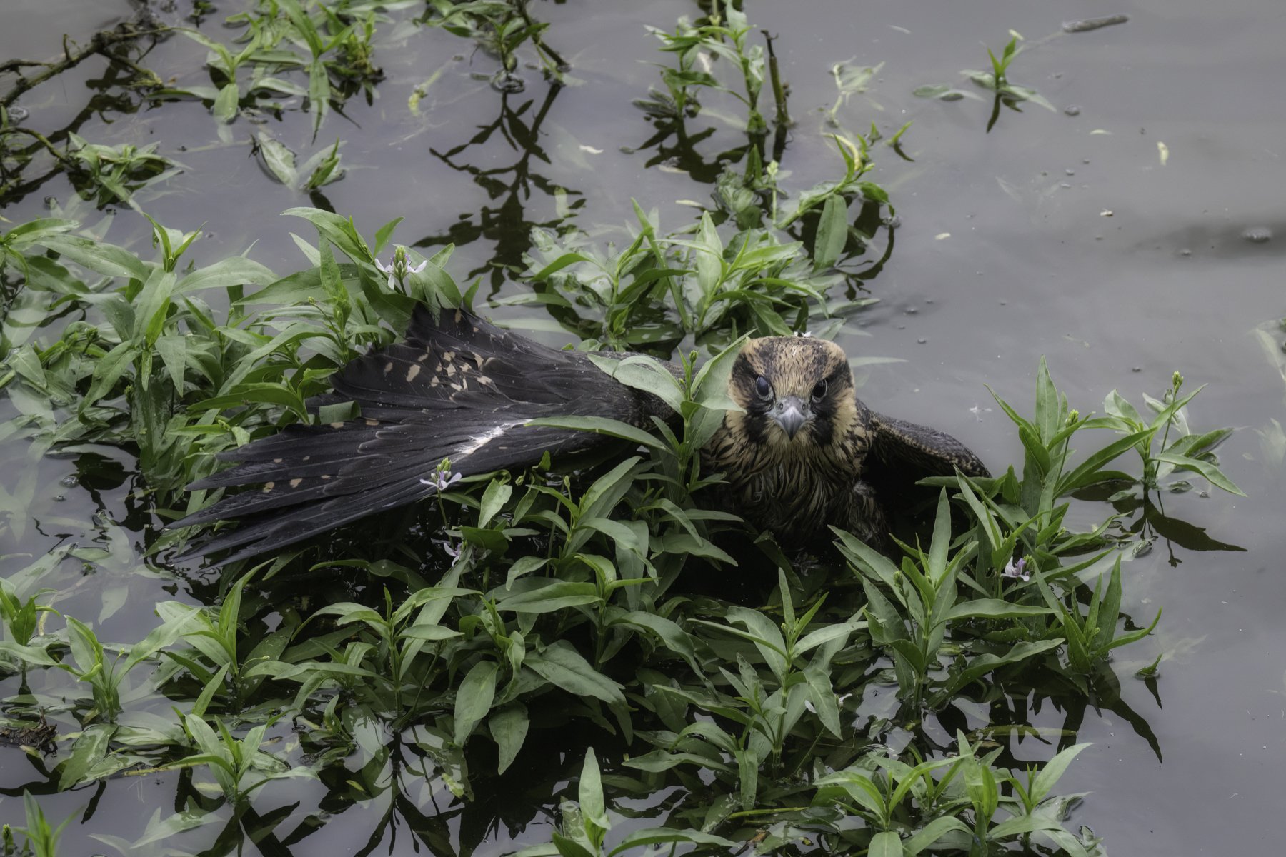 falcon in weeds 1.jpg