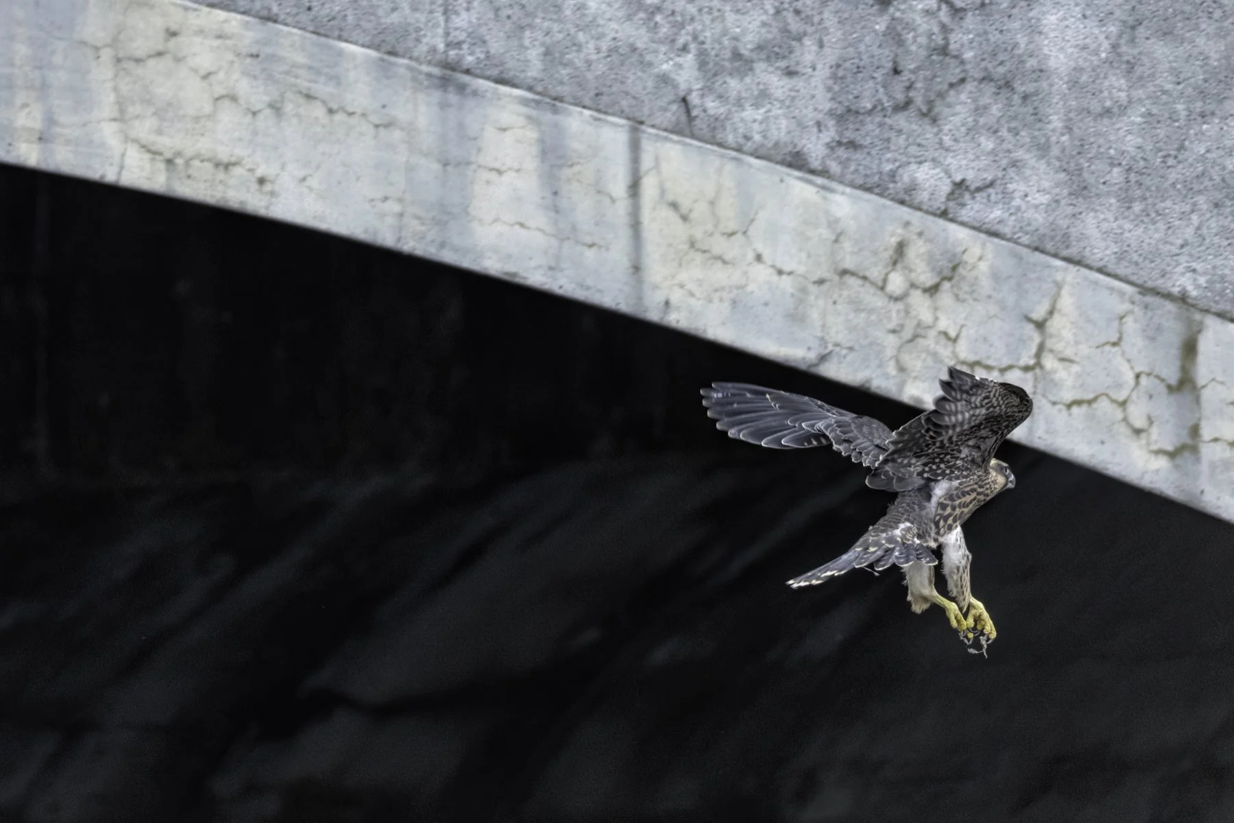 falcon & bridge 1.jpg