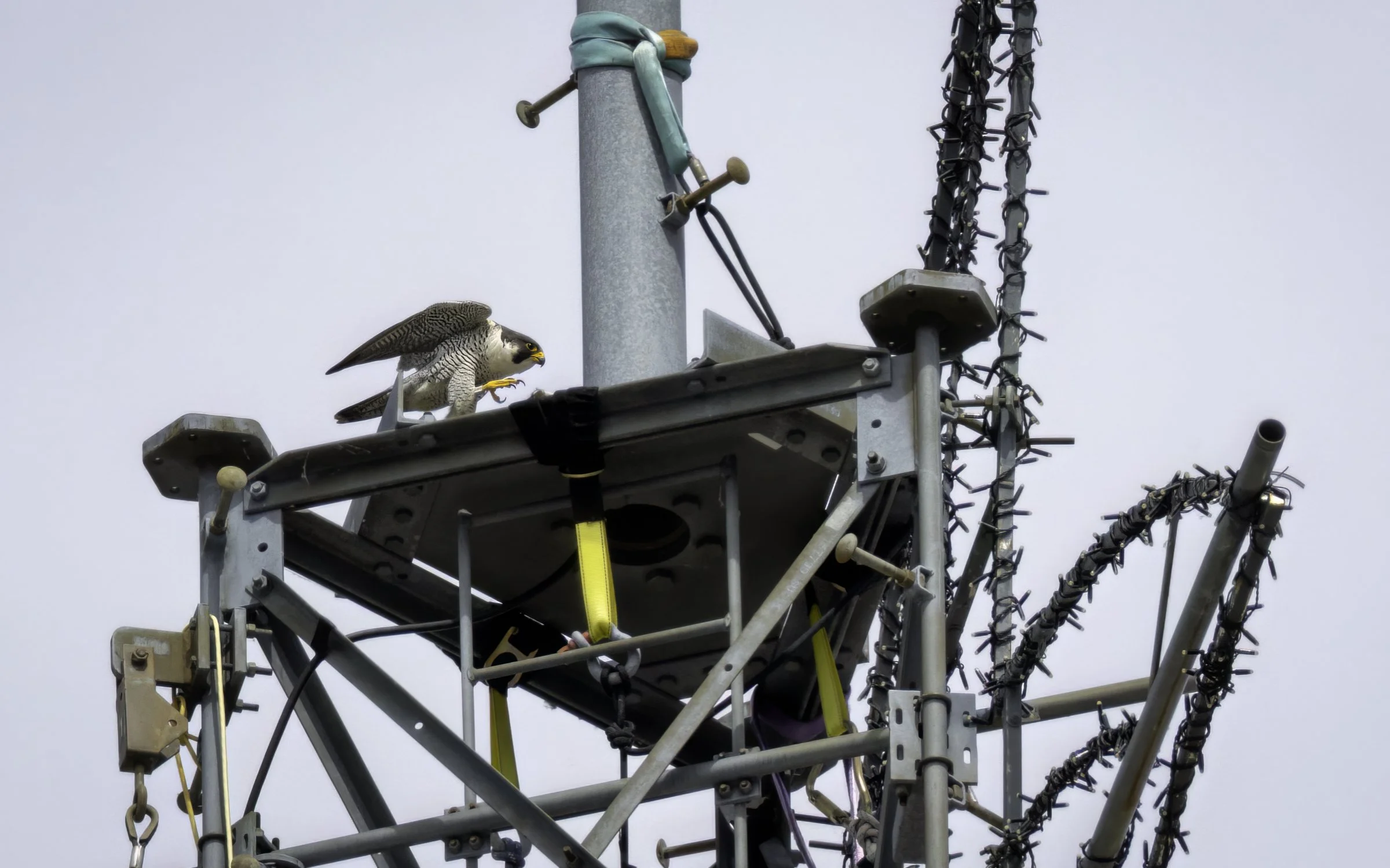 Falcon & antennae.jpg