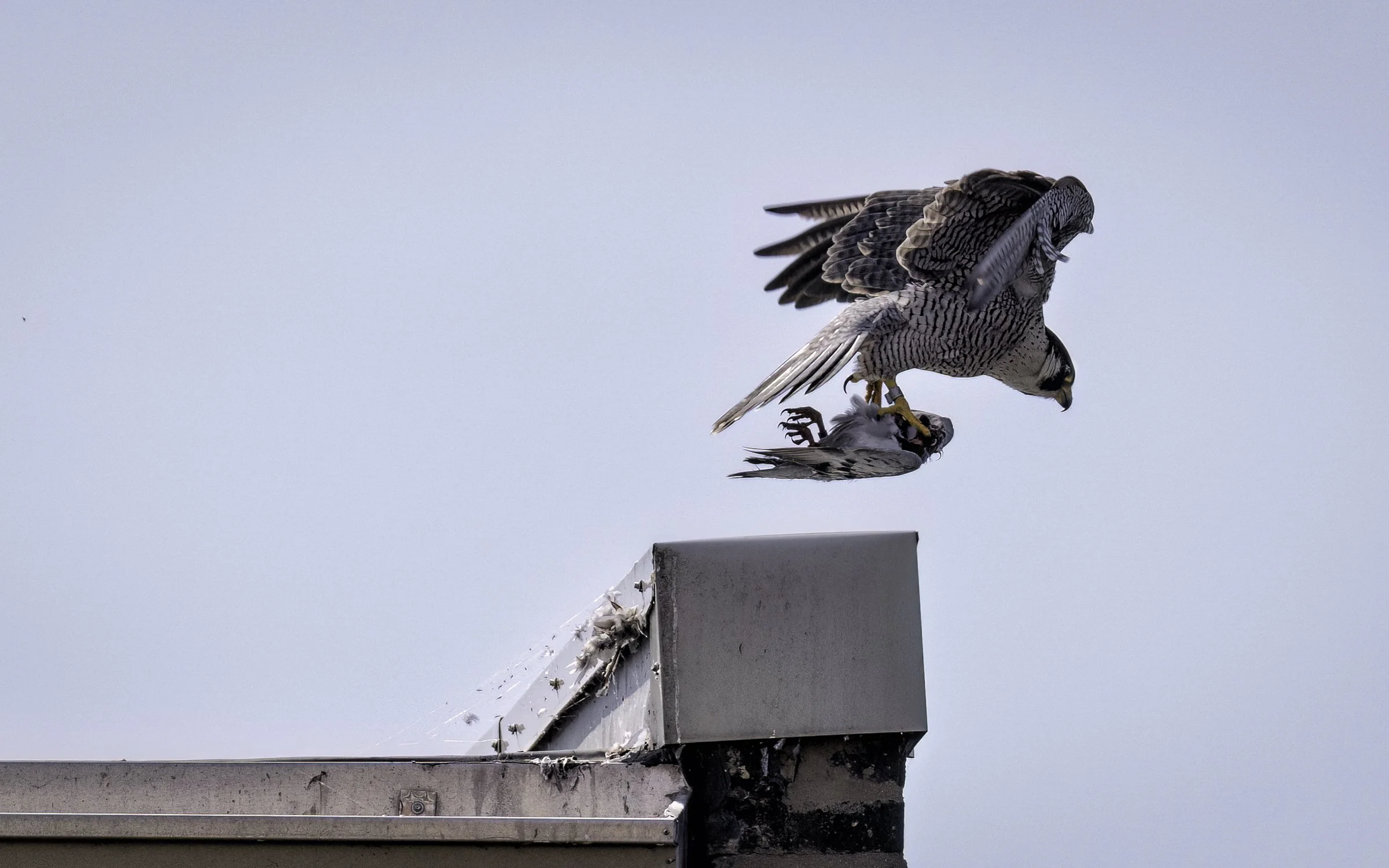 Falcon & food.jpg