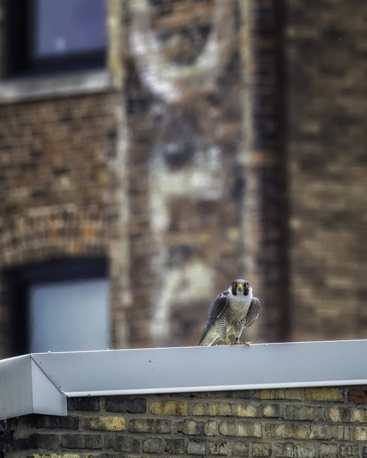 Falcon & sign.jpg