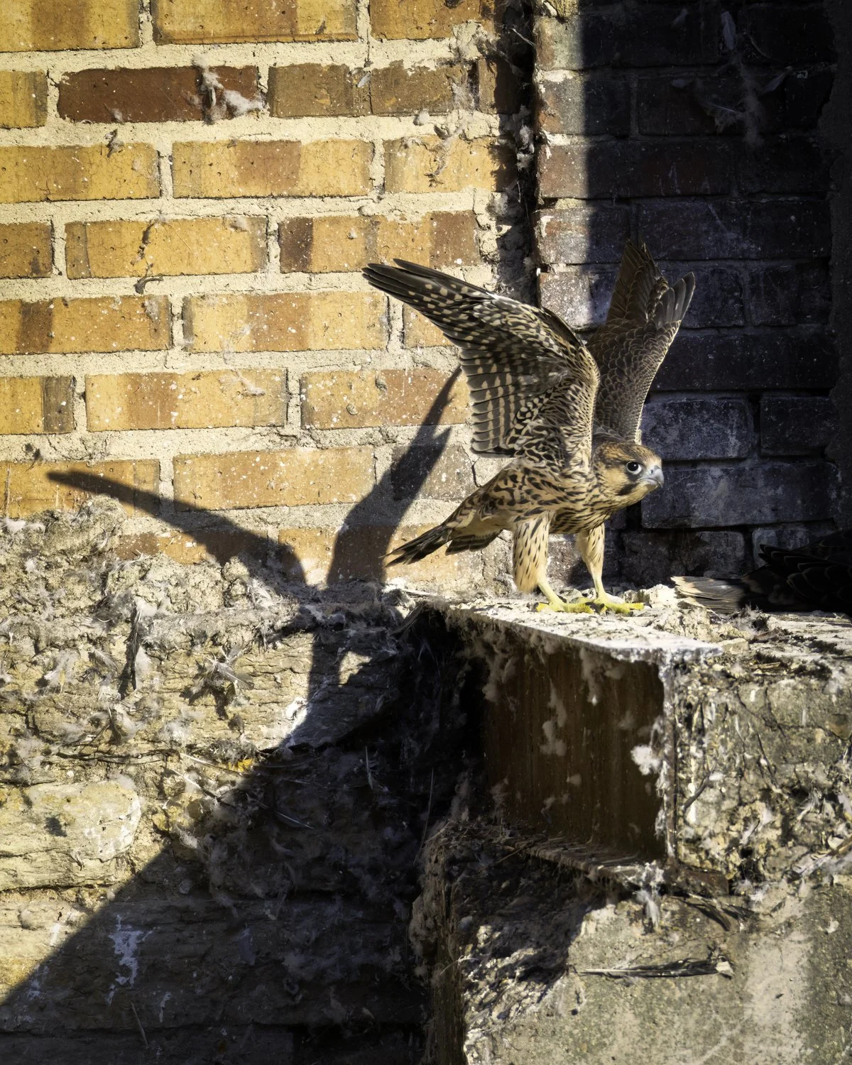 falcon and shadow.jpg