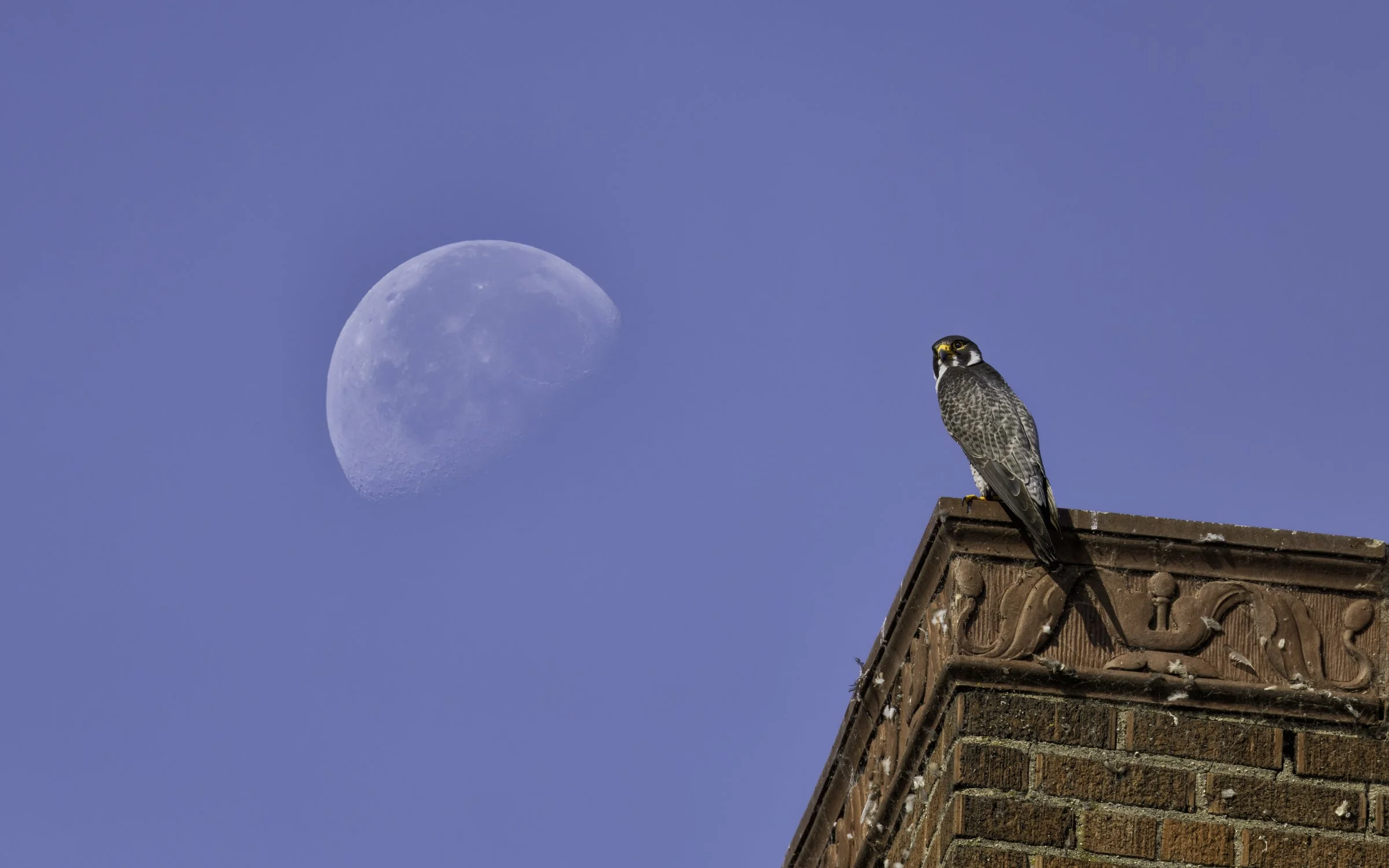 Falcon and moon 1.jpg