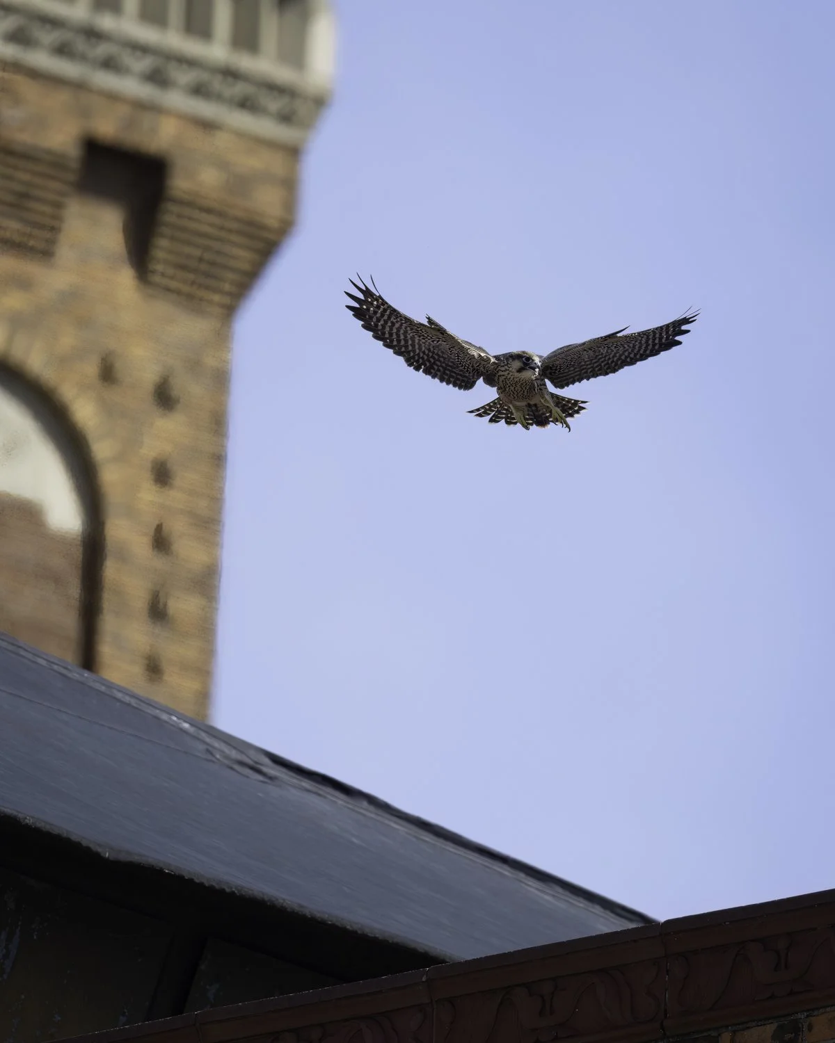 falcon 3 first flight 2.jpg