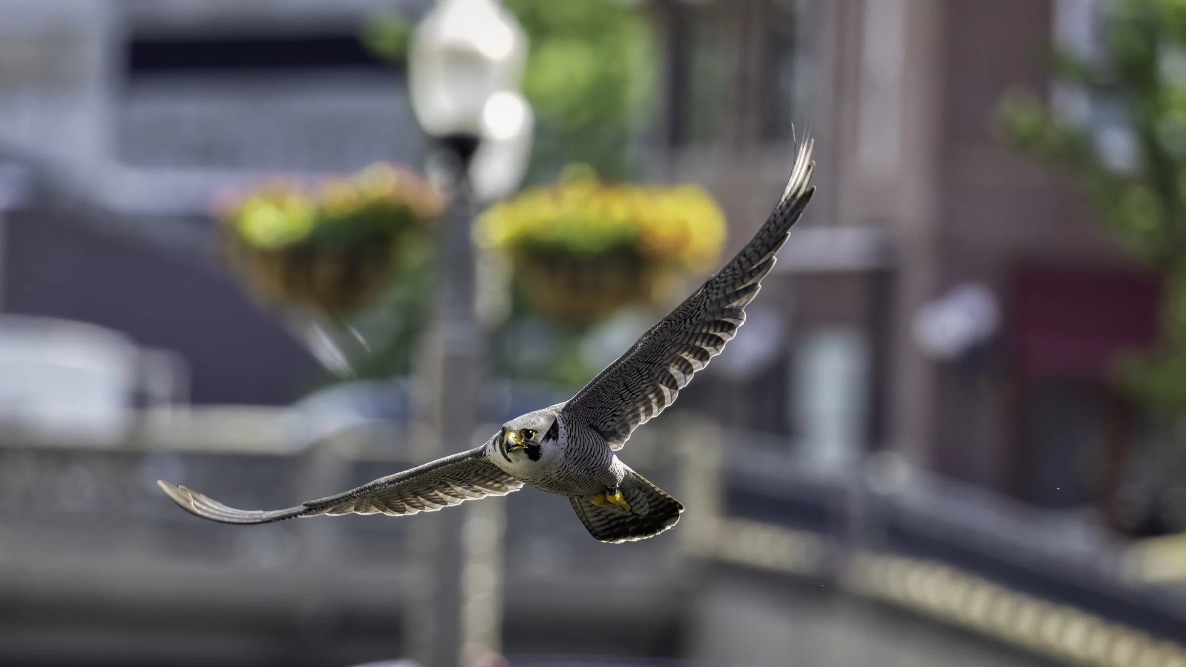 falcon low.jpg