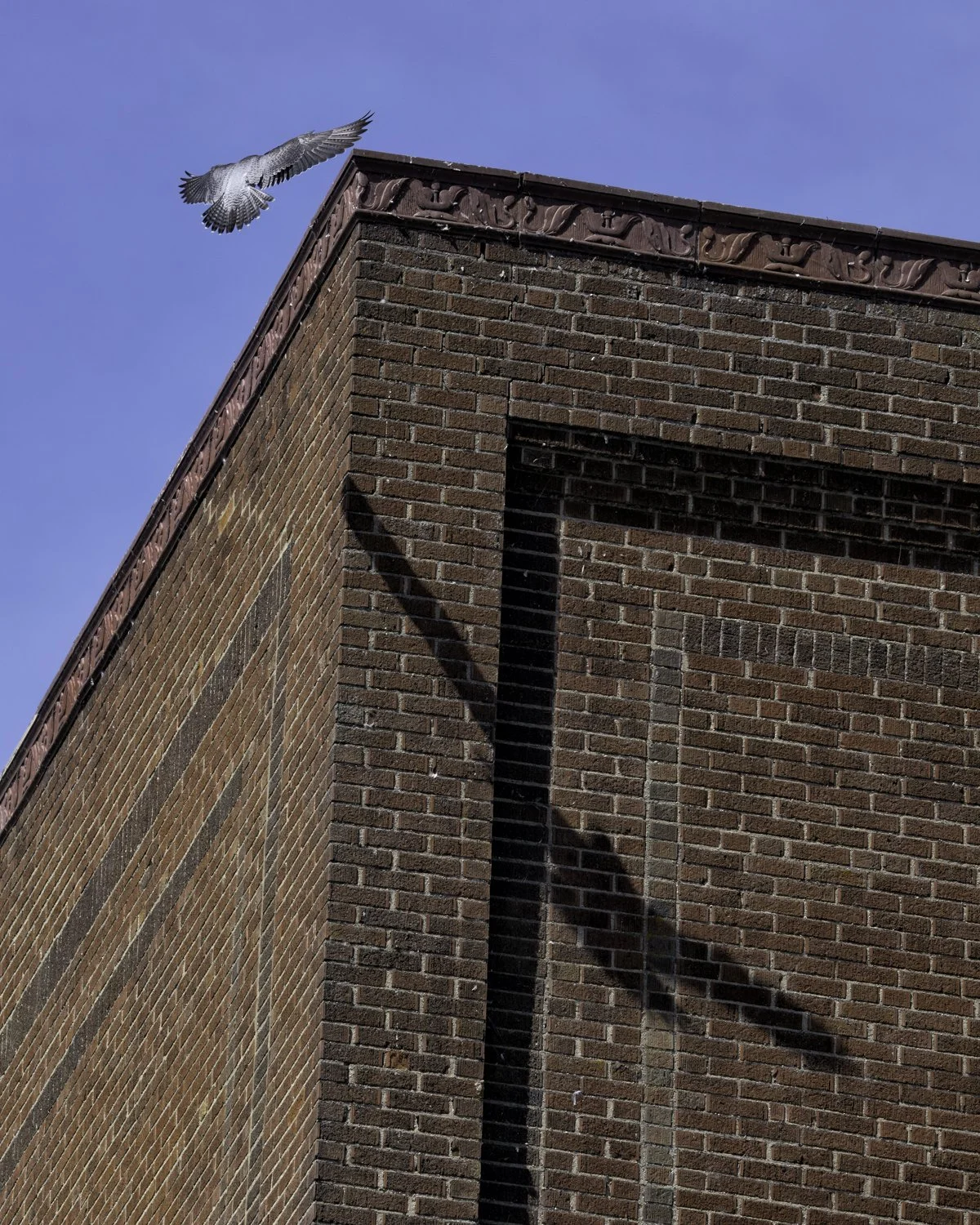 falcon shadow 4x5.jpg