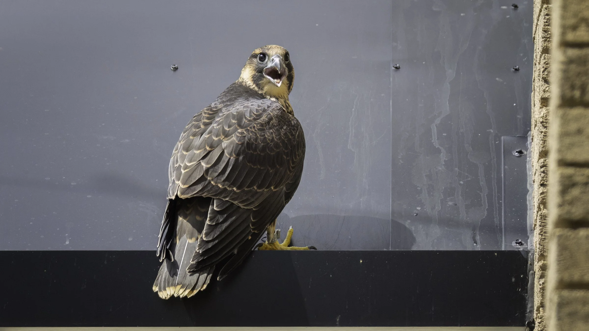 Falcon on city hall 3.jpg