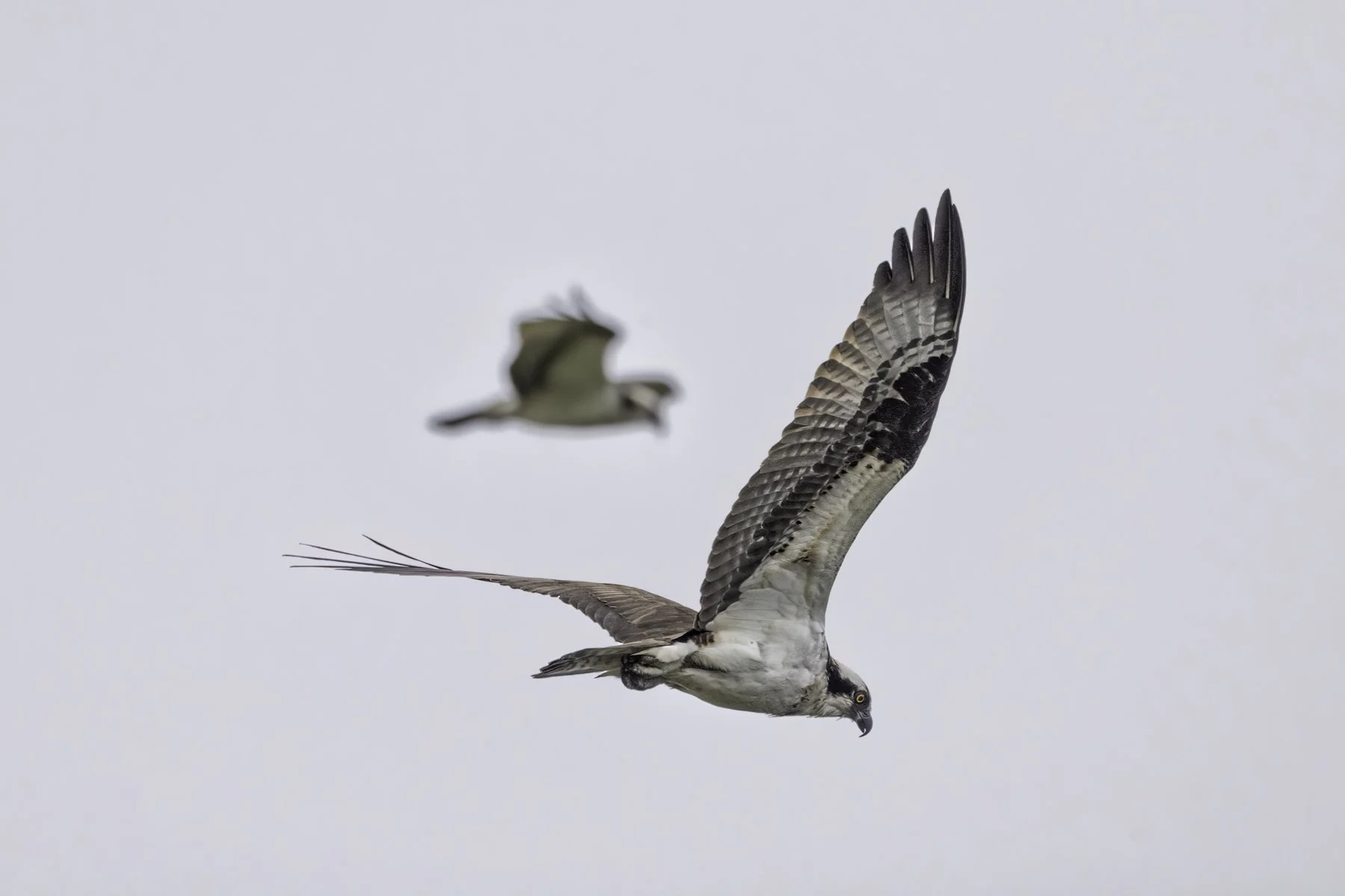 Osprey 11 4x6.jpg