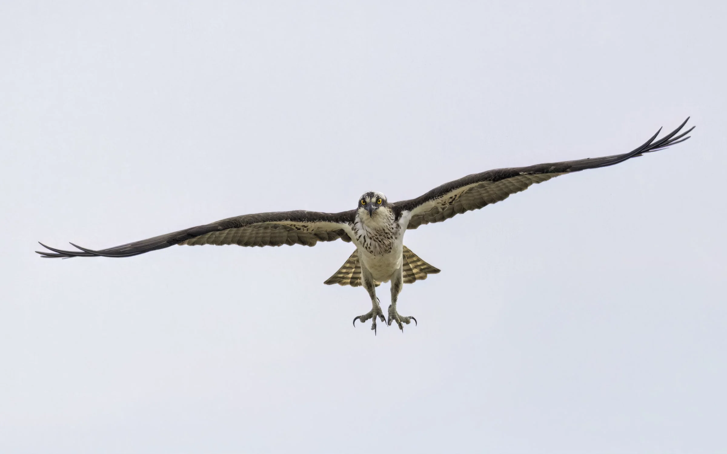 Osprey 1 18x10.jpg