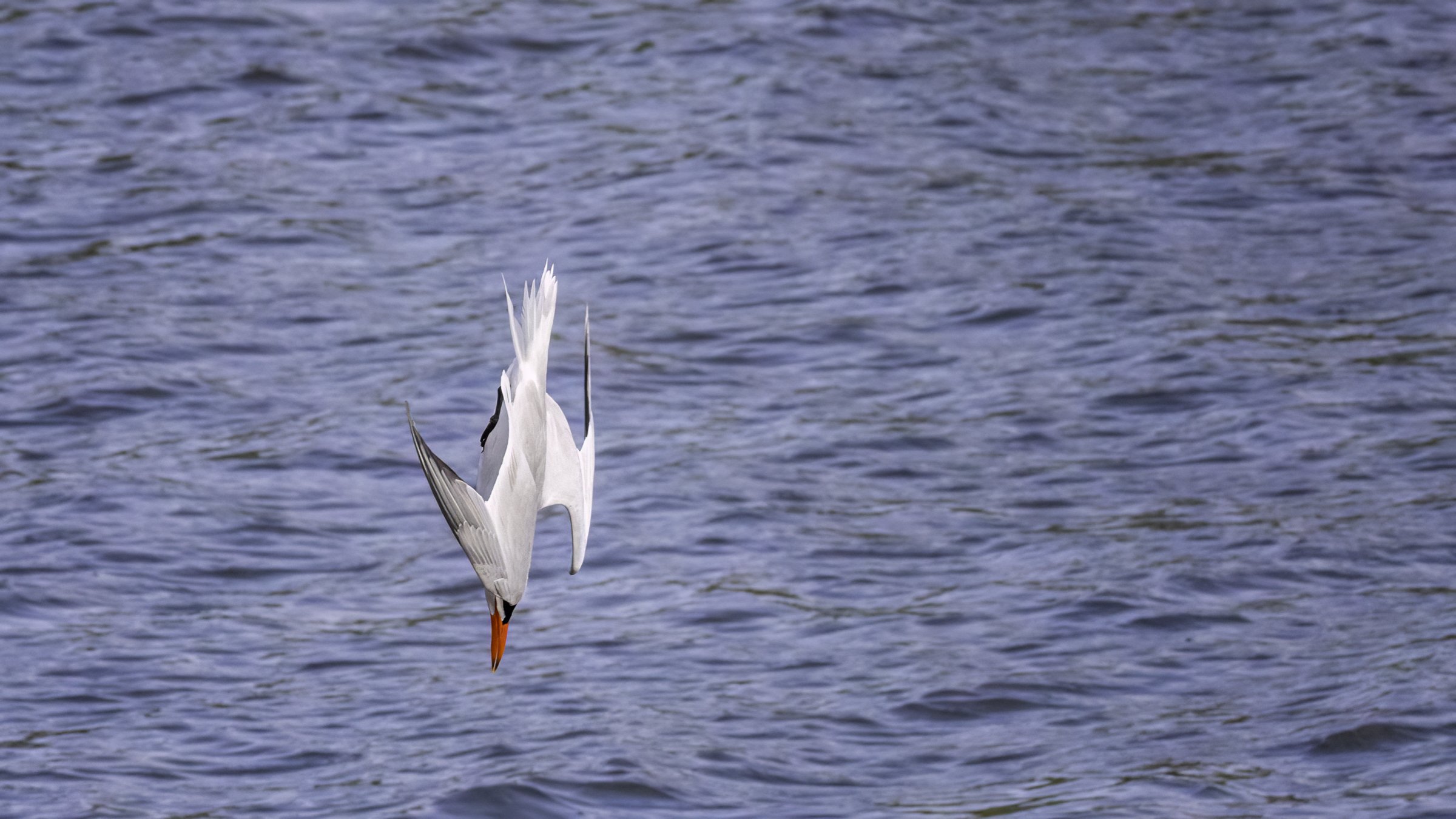 Caspian Tern 1.jpg