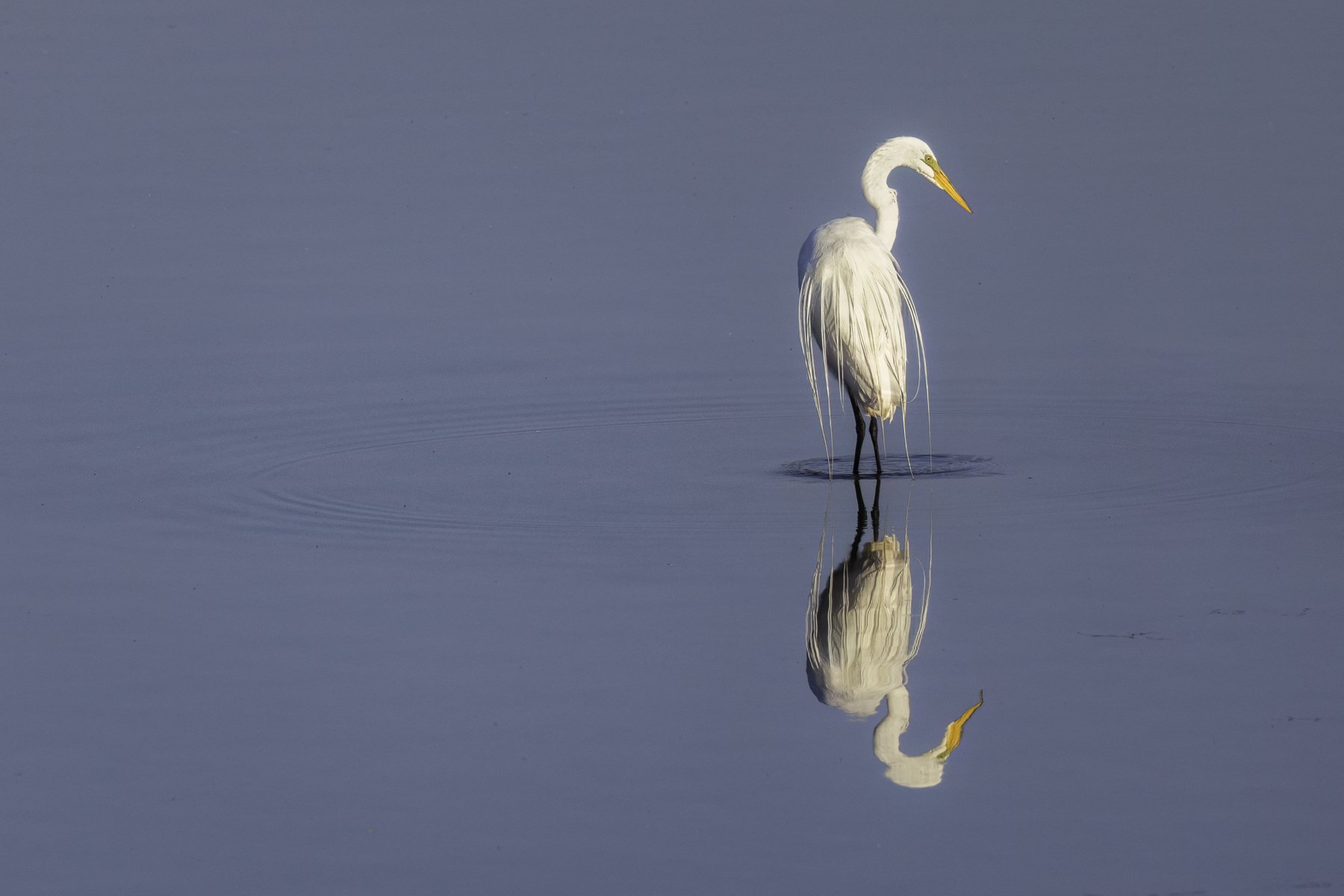 egret compare .jpg
