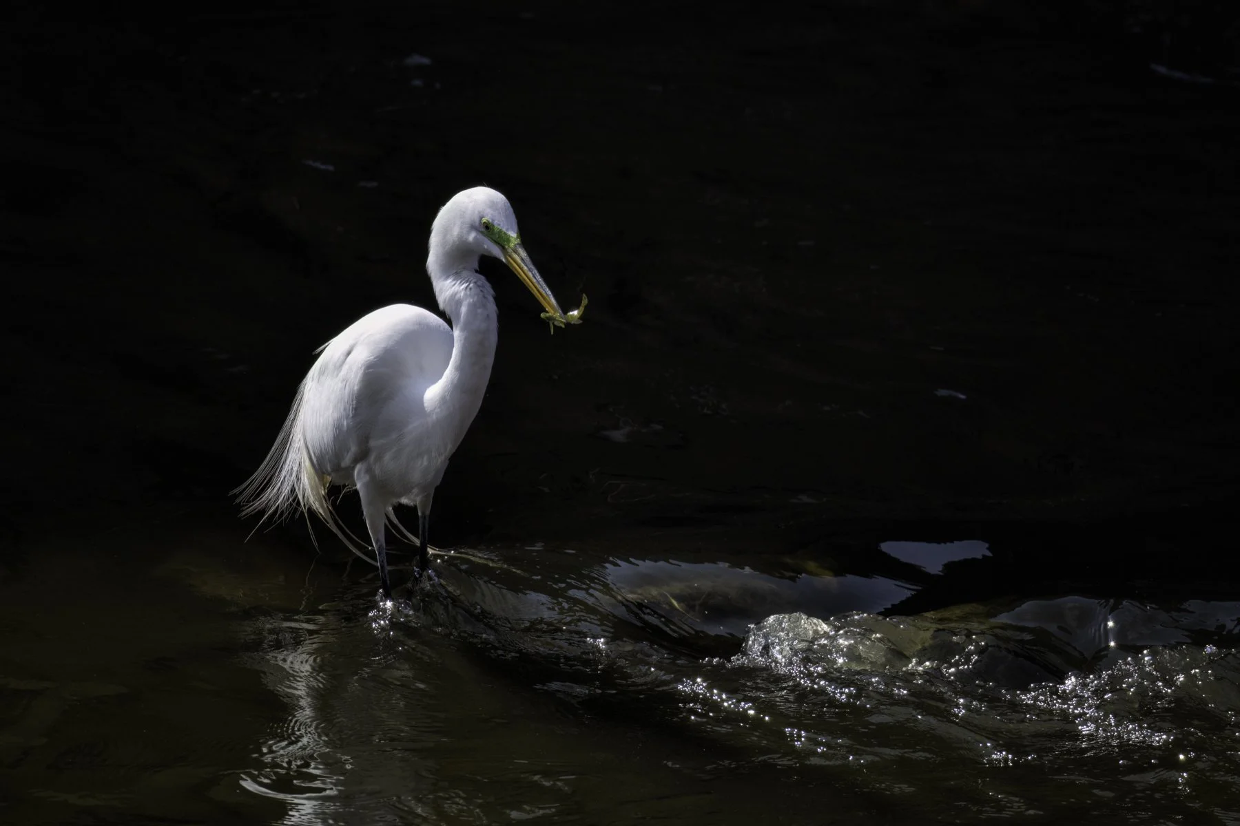 egret w fish.jpg