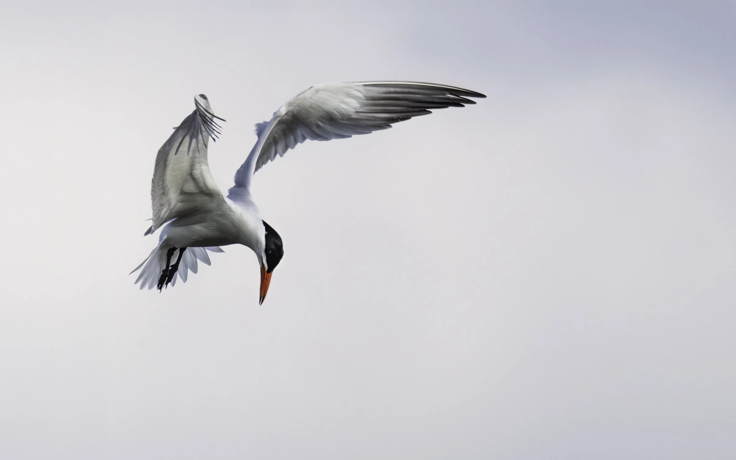 tern expanded 16x10.jpg