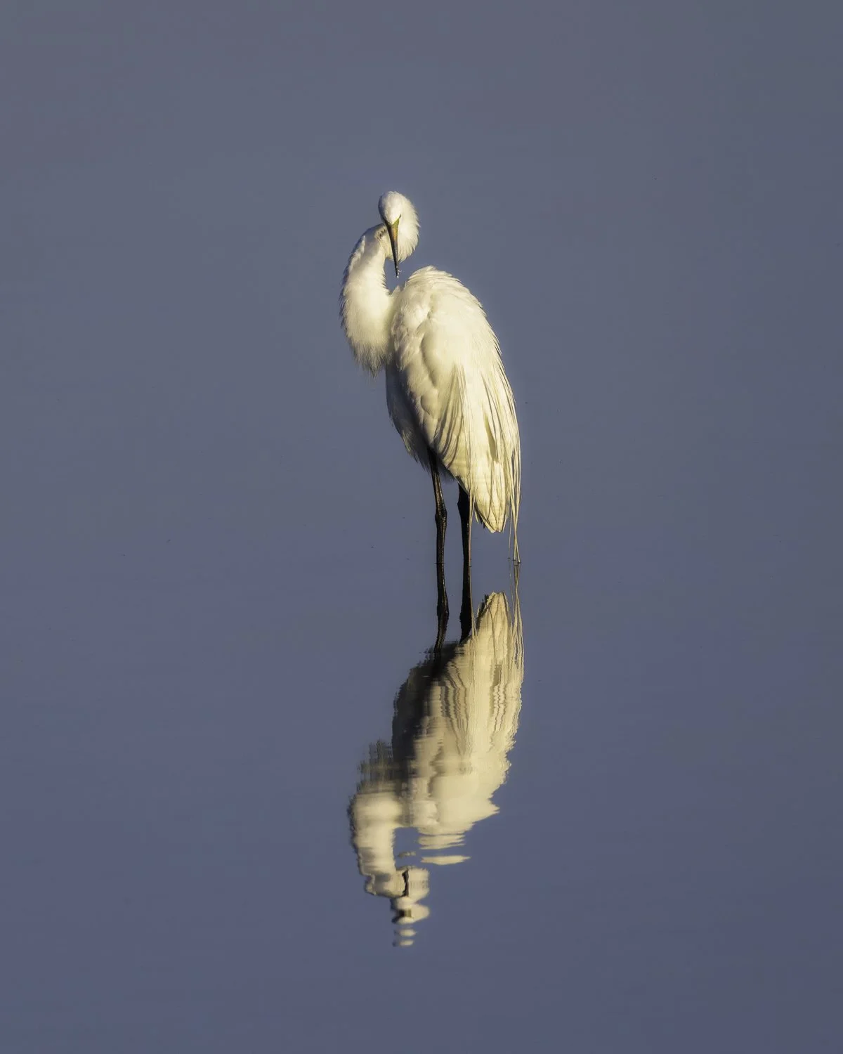 Egret 3 portrait 4x5.jpg